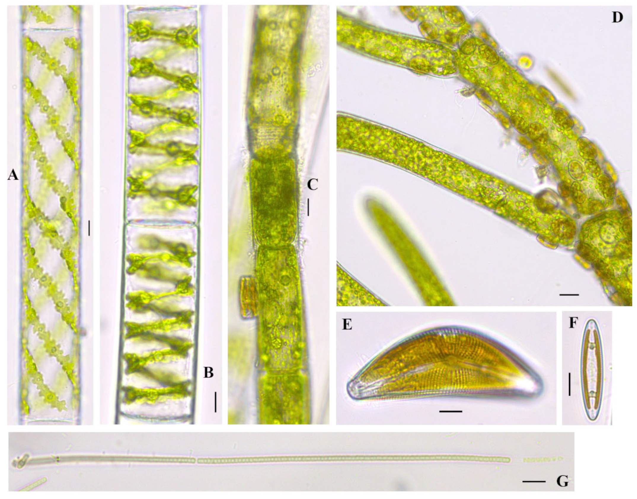 Diversity 16 00021 g007