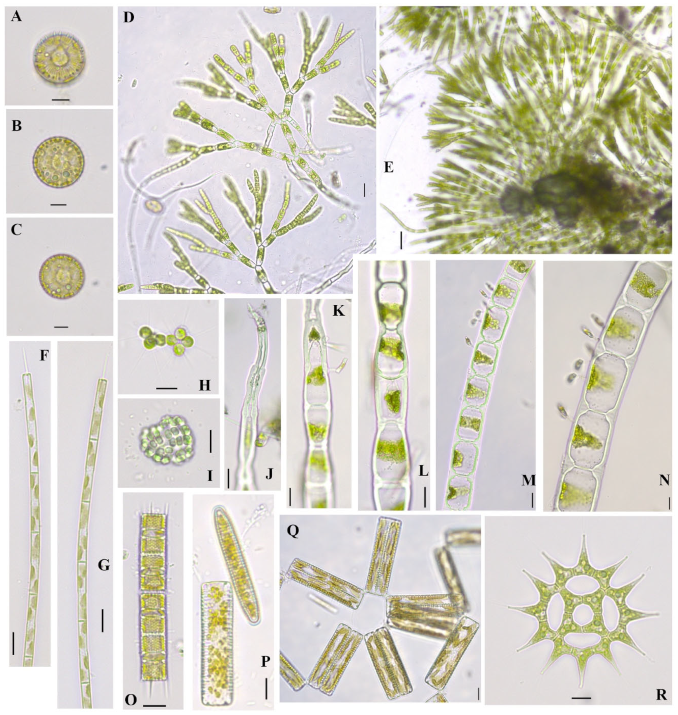 Diversity 16 00021 g008