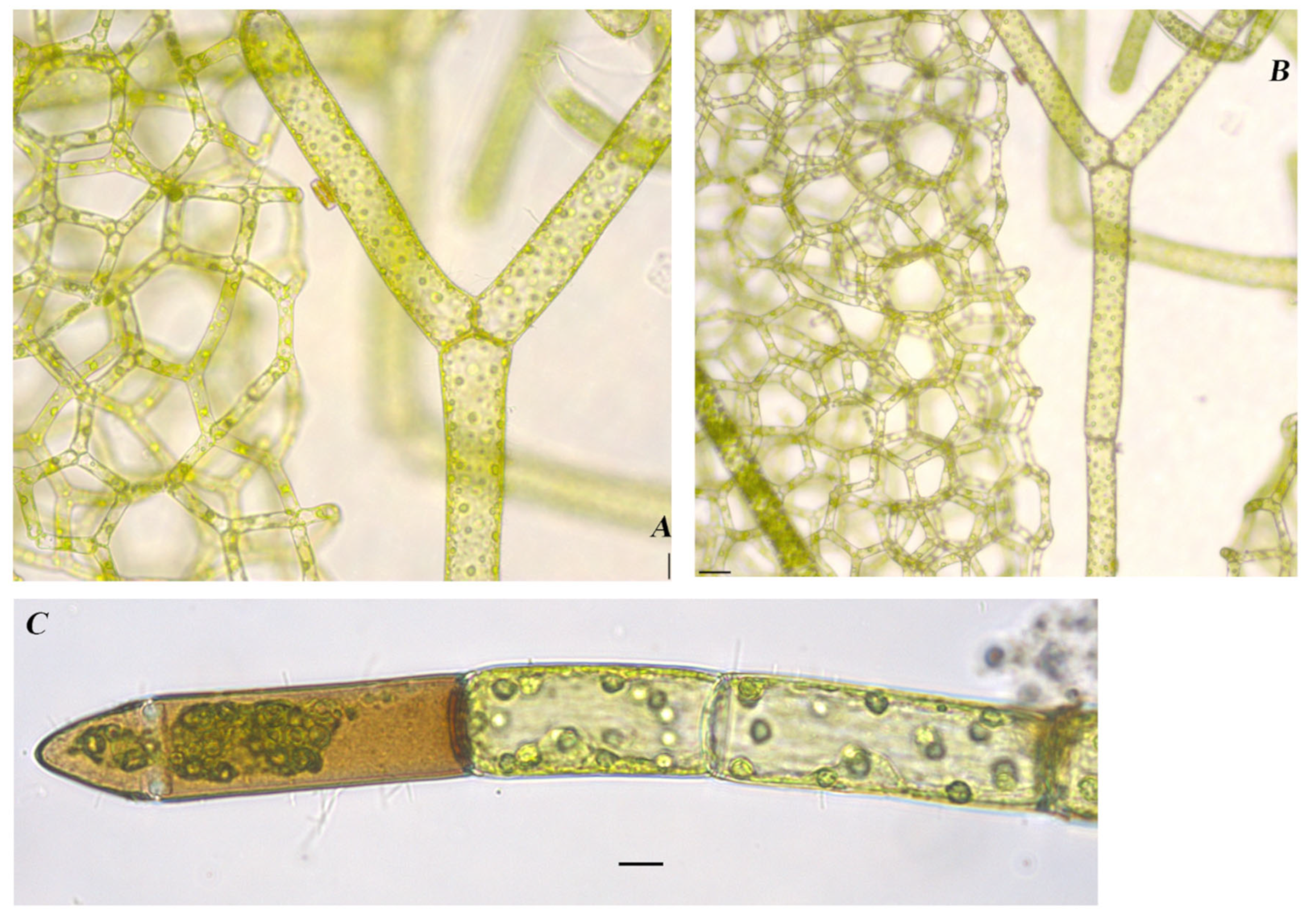 Diversity 16 00021 g009