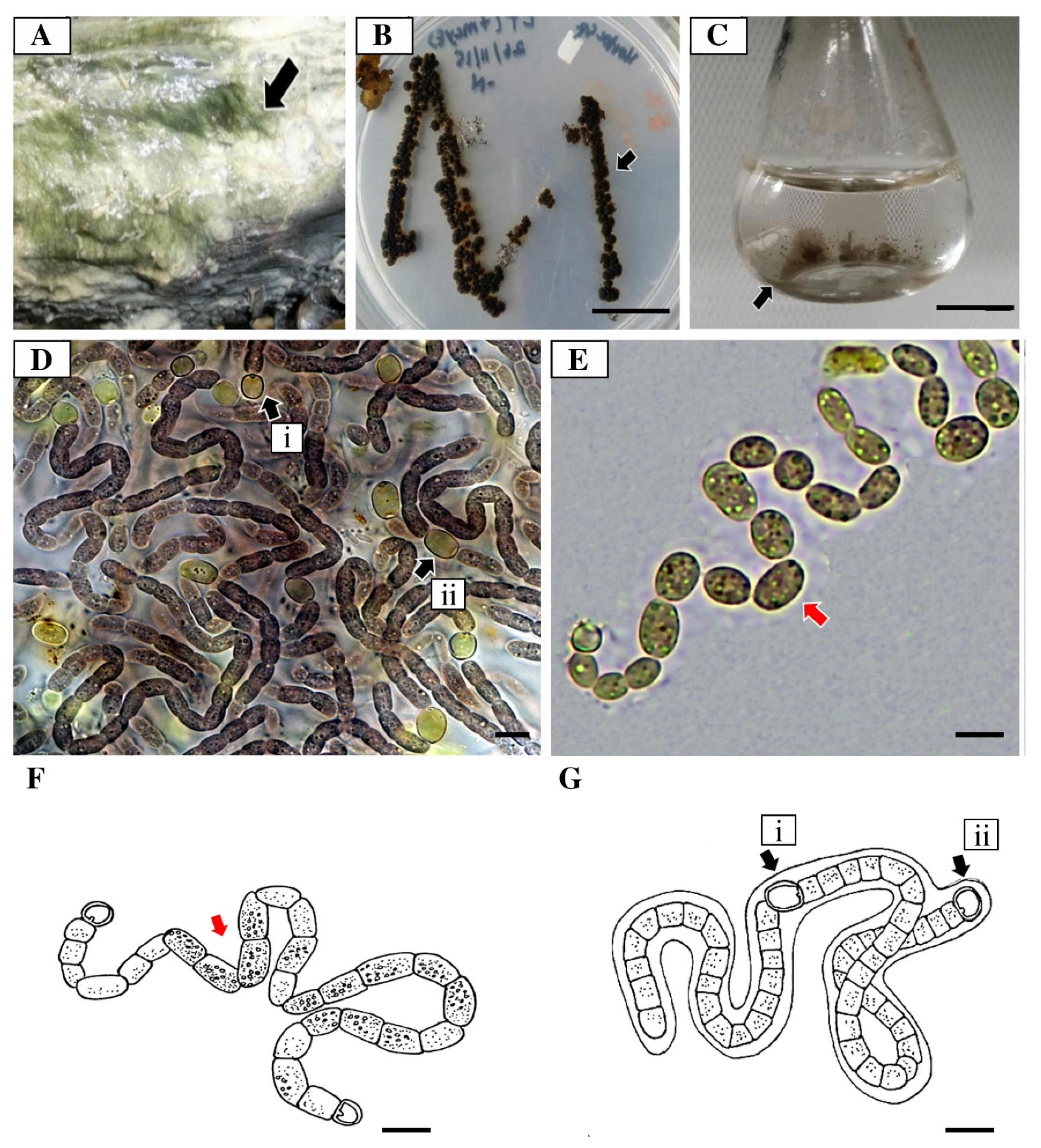 Diversity 16 00022 g002