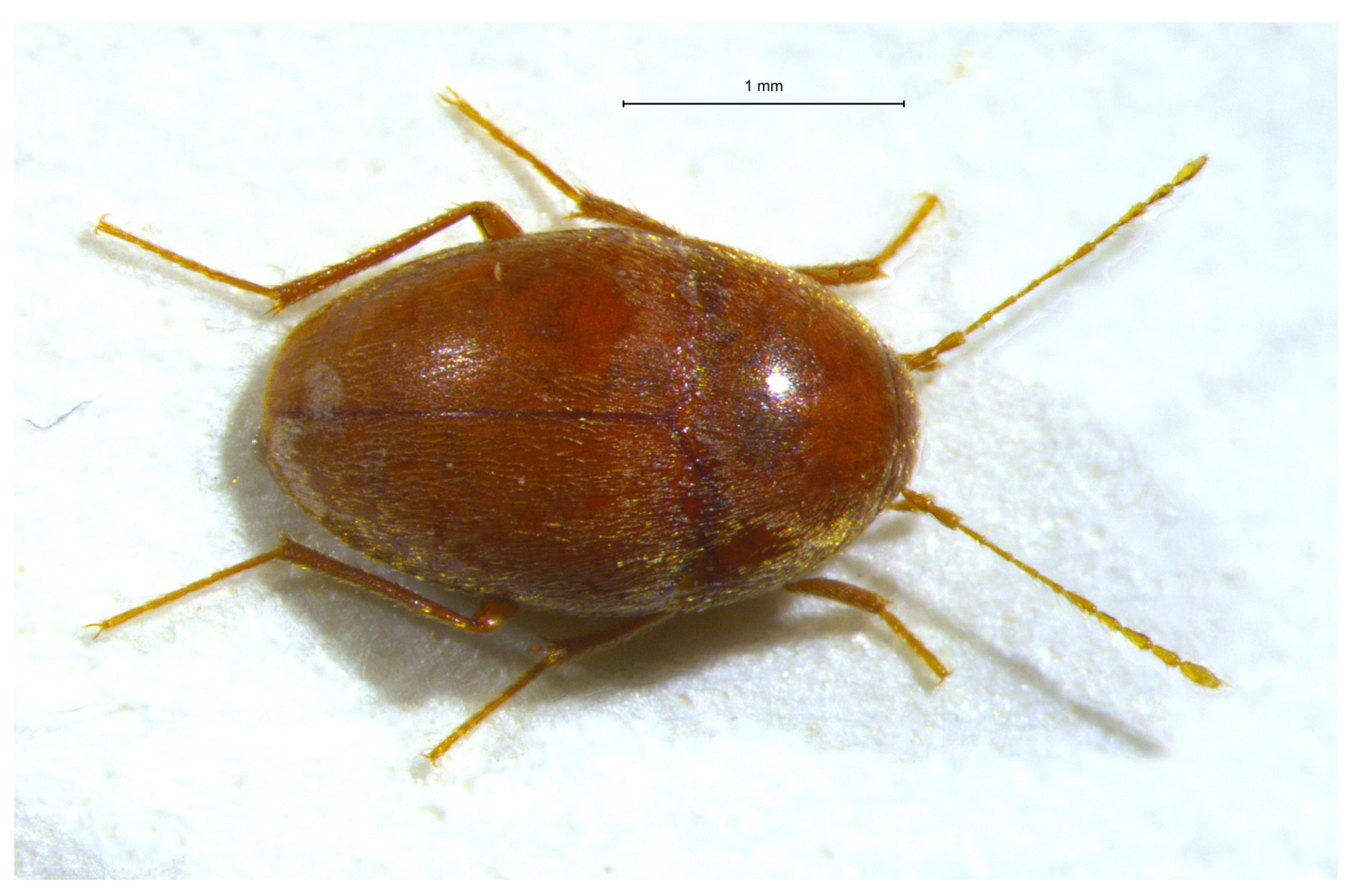 Diversity 16 00025 g011