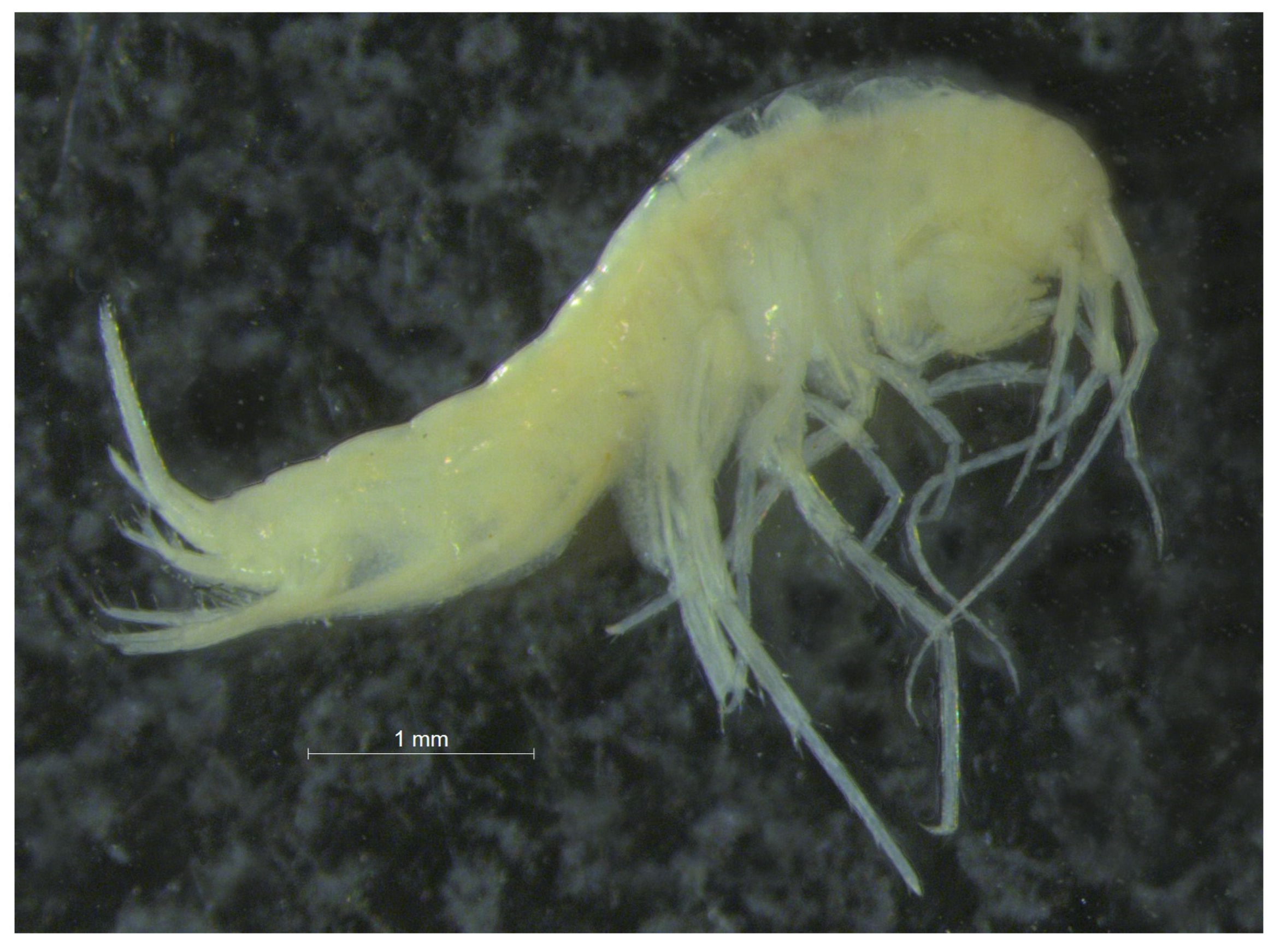 Diversity 16 00025 g012