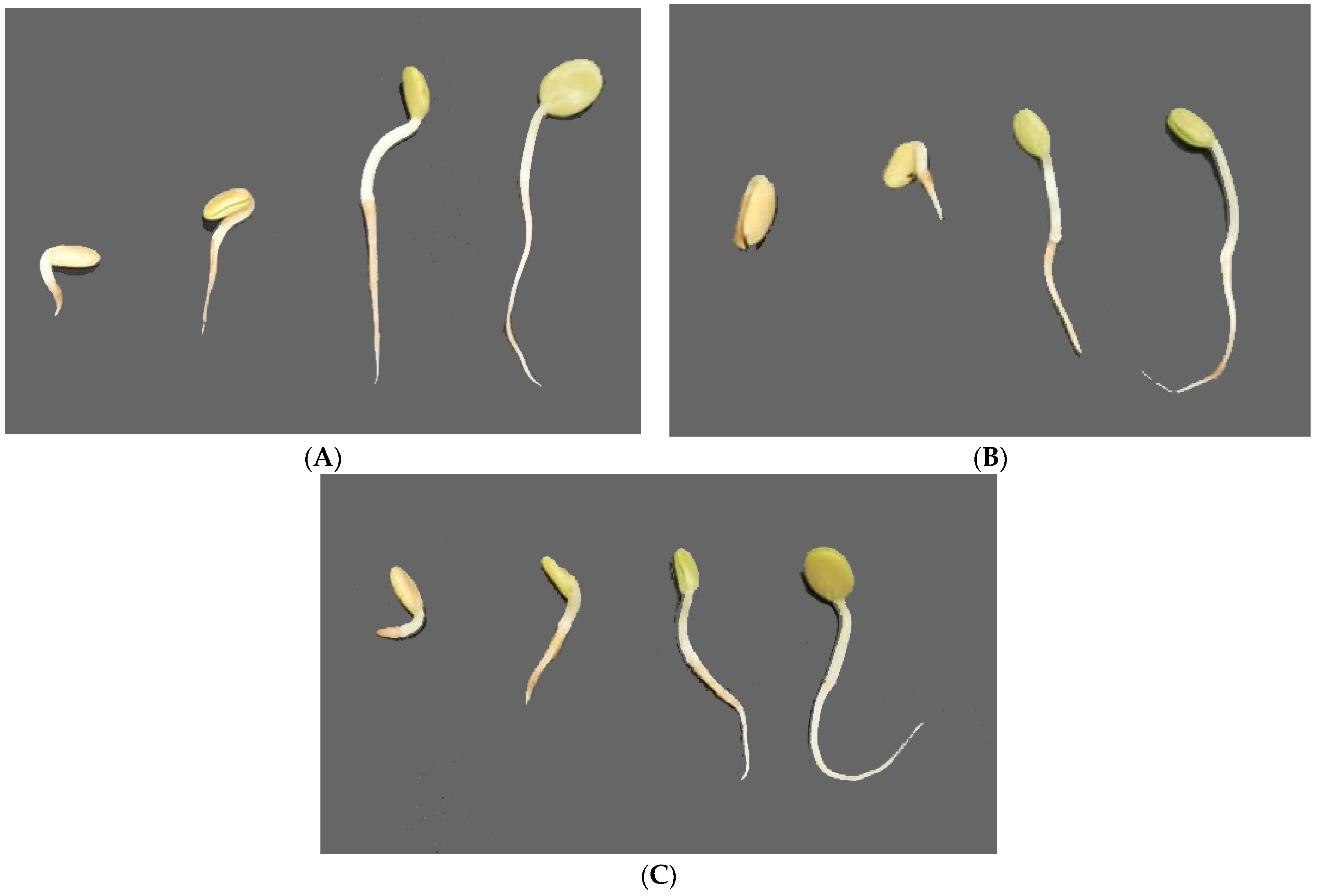 Diversity 16 00026 g005