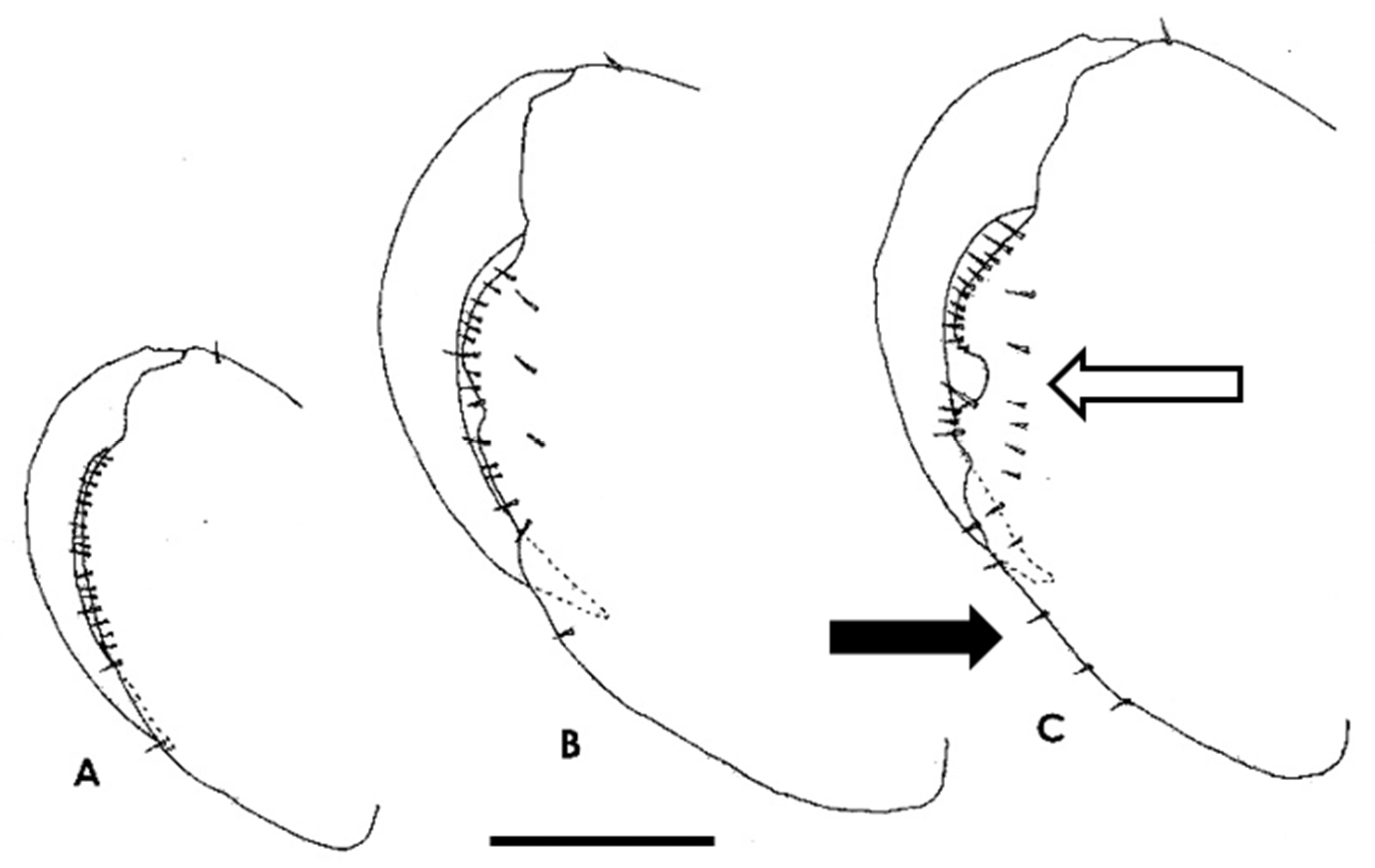 Diversity 16 00031 g004