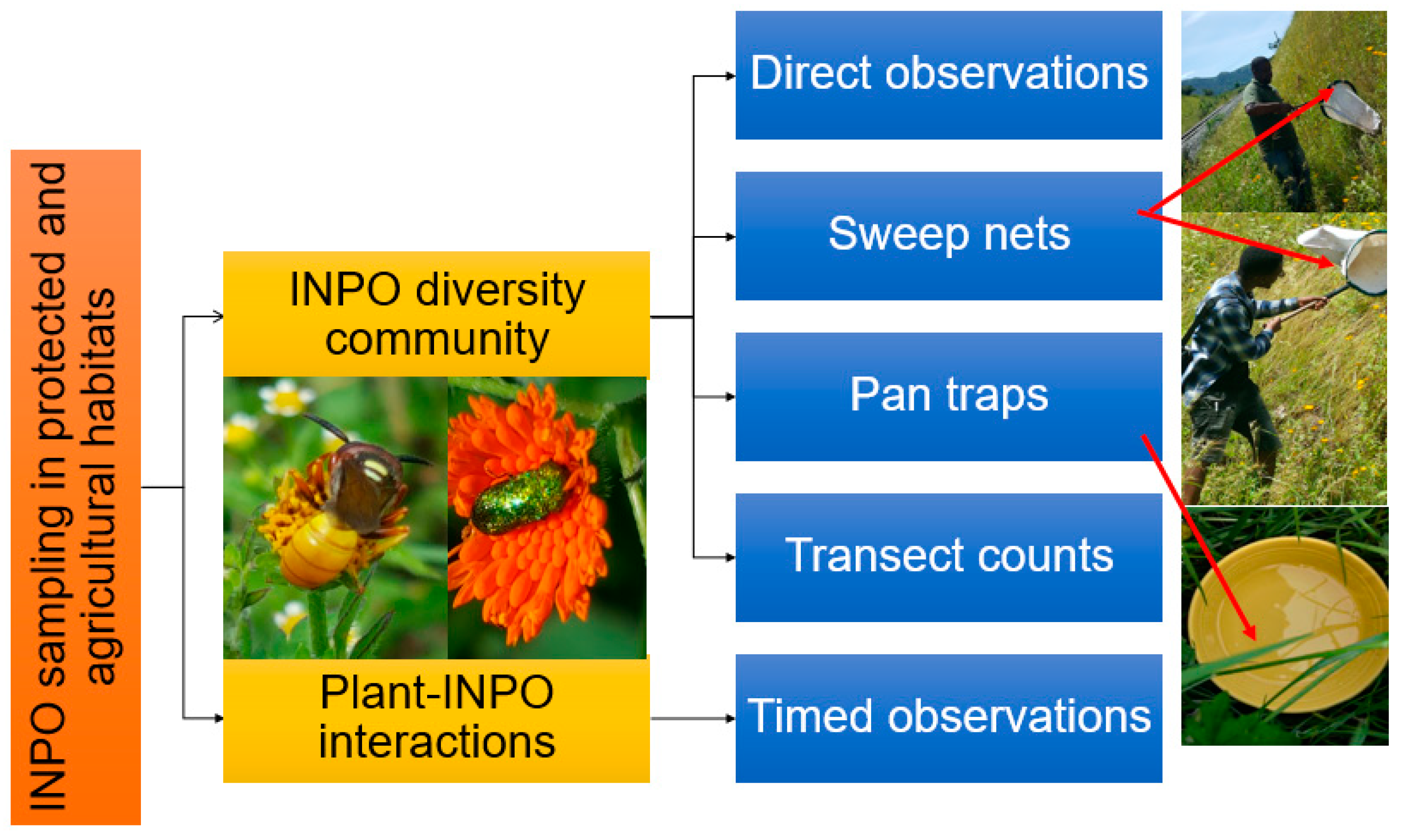 Diversity 16 00033 g001