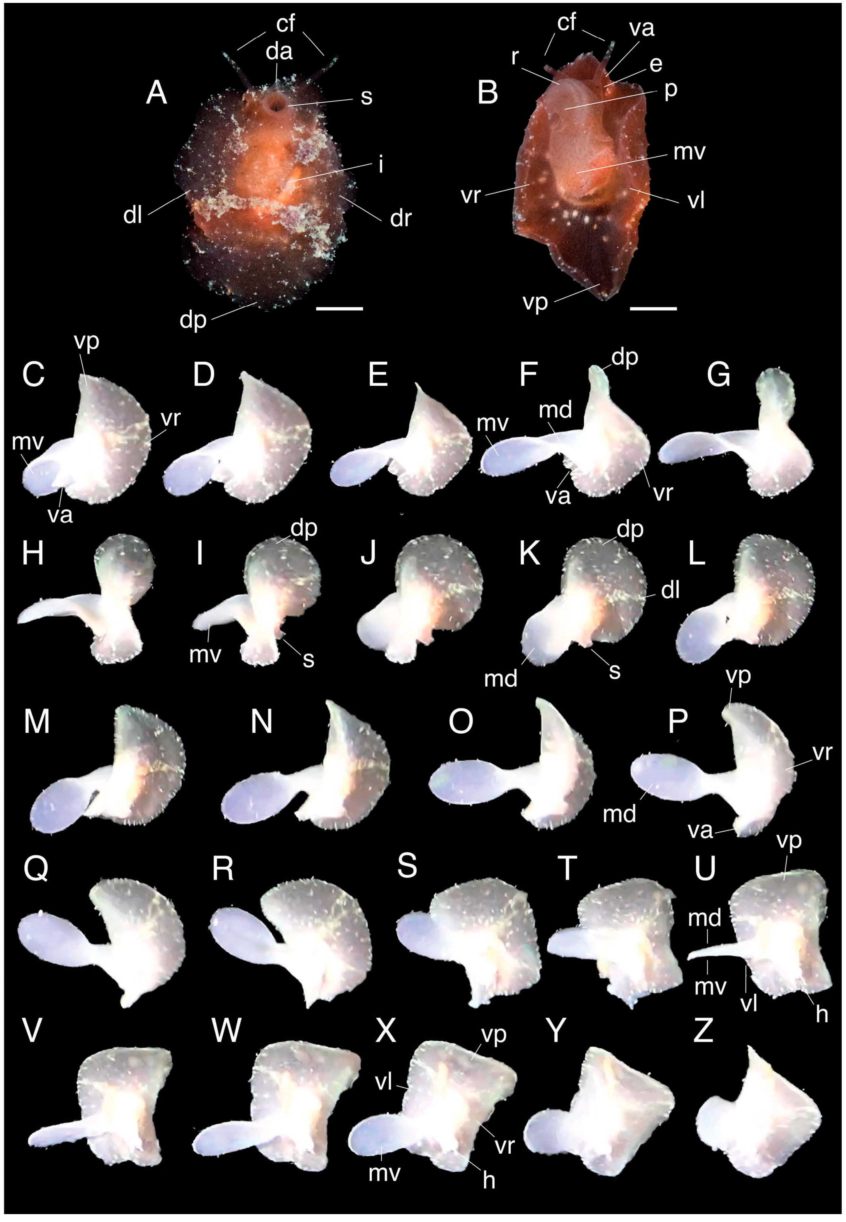 Diversity 16 00040 g001