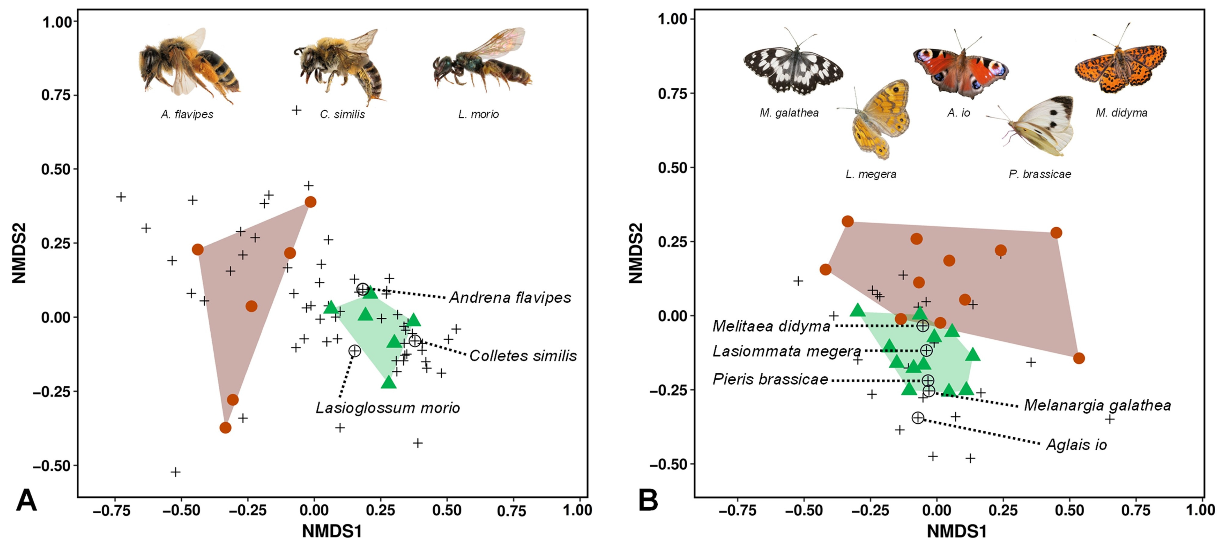 Diversity 16 00044 g004 Diversity 16 00044 g004