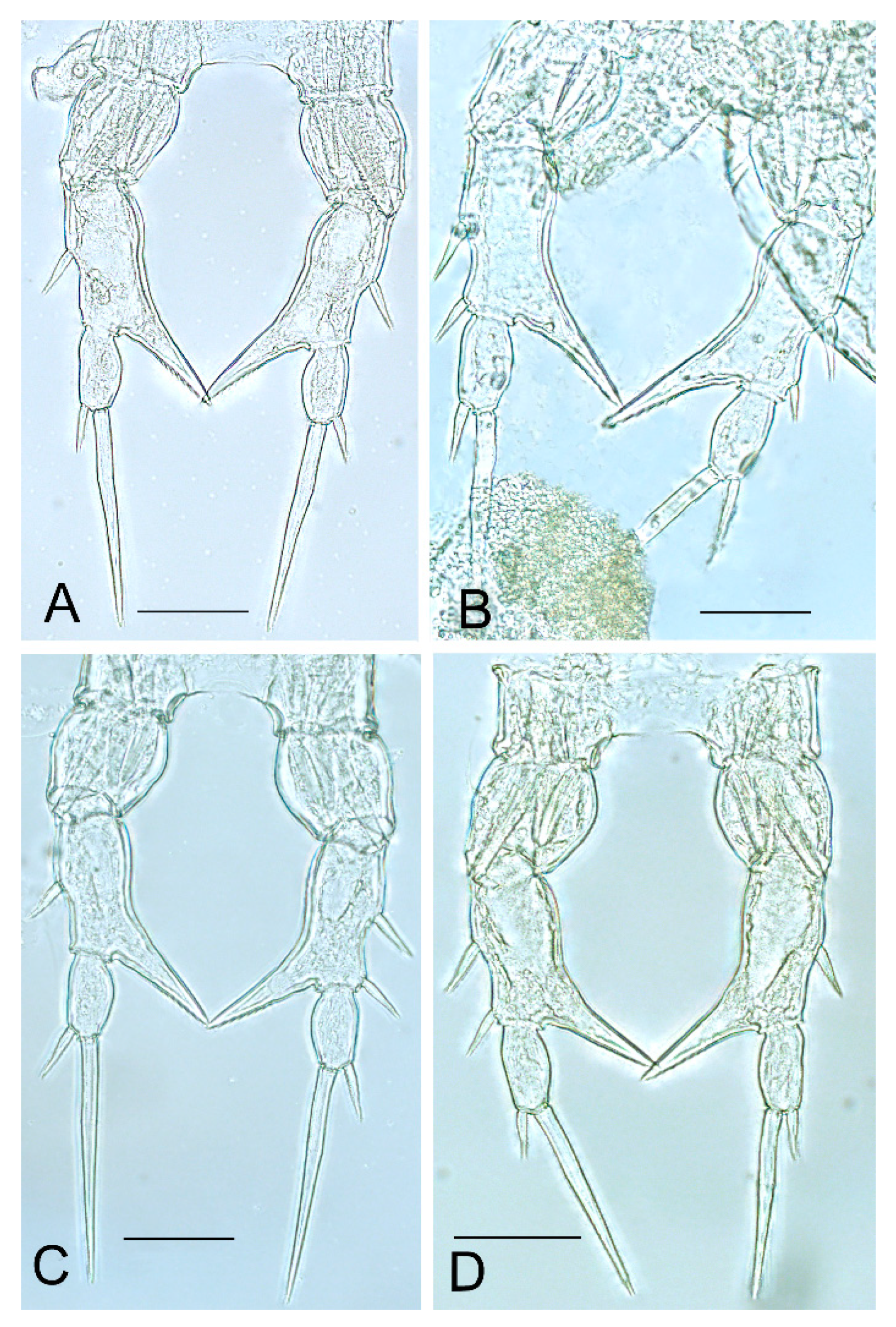 Diversity 16 00047 g004