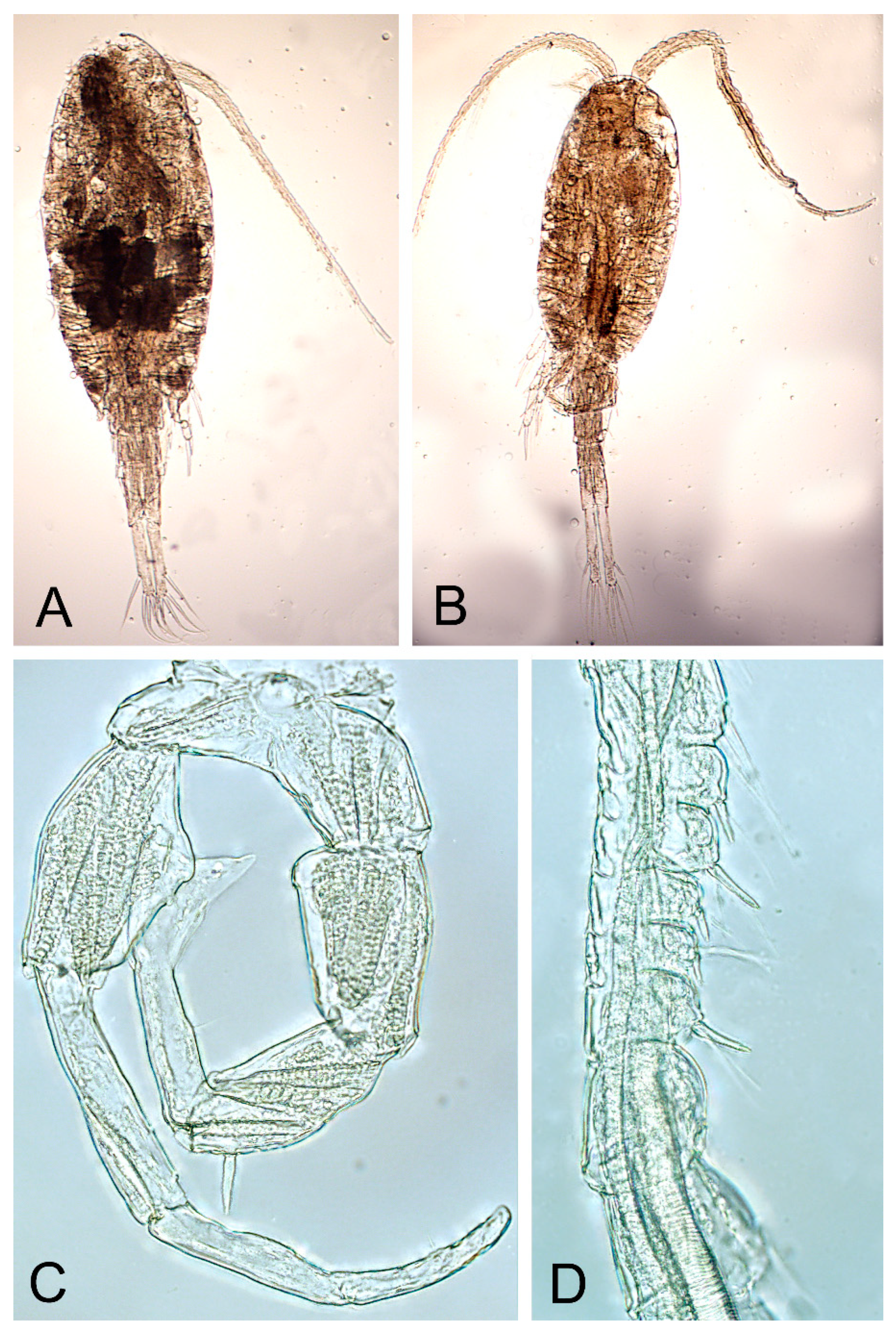 Diversity 16 00047 g005