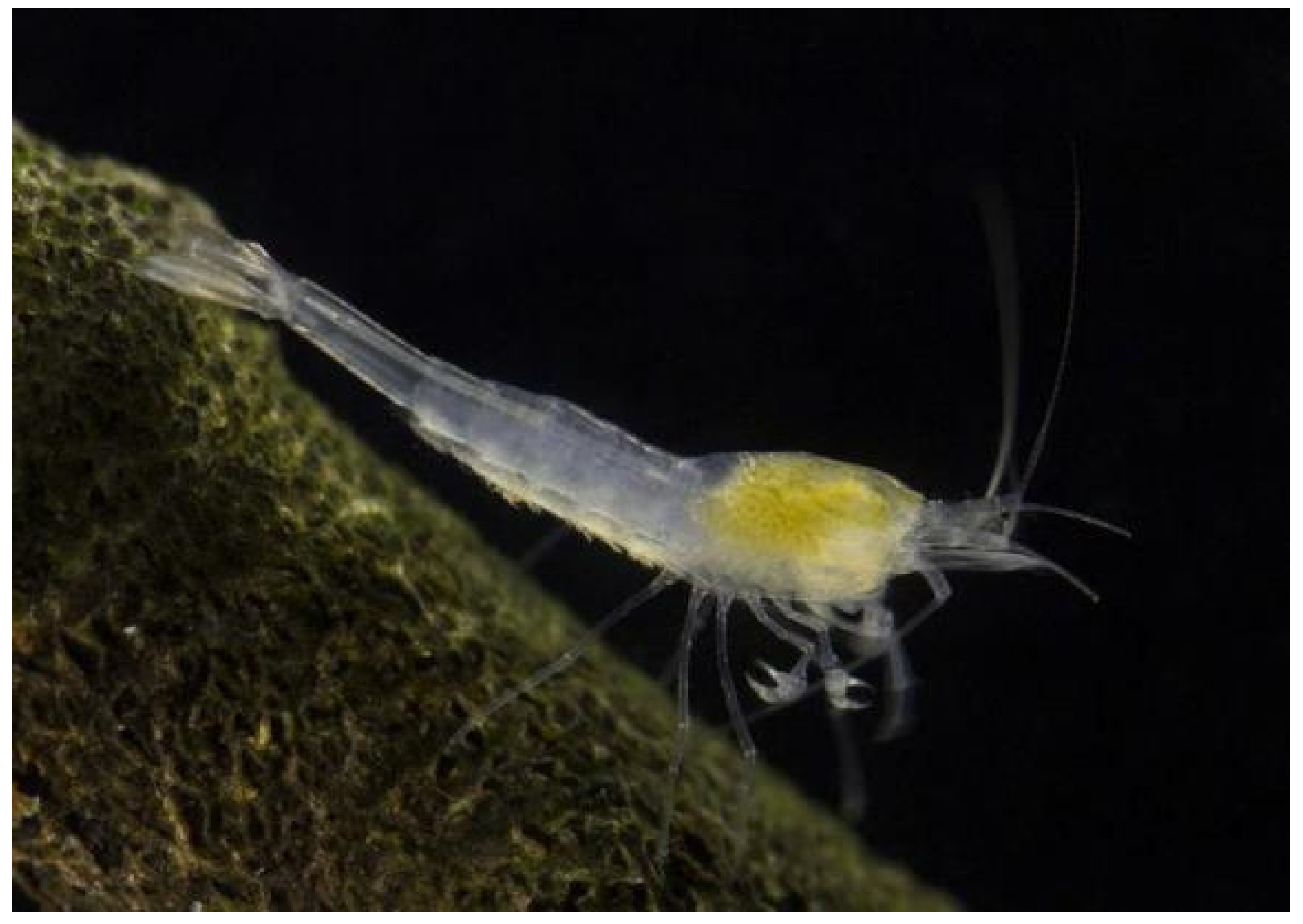 Diversity 16 00050 g004