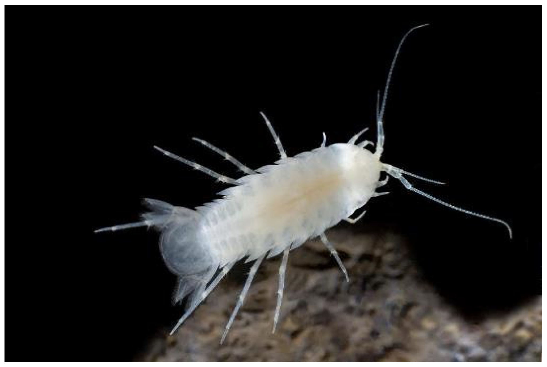 Diversity 16 00050 g005