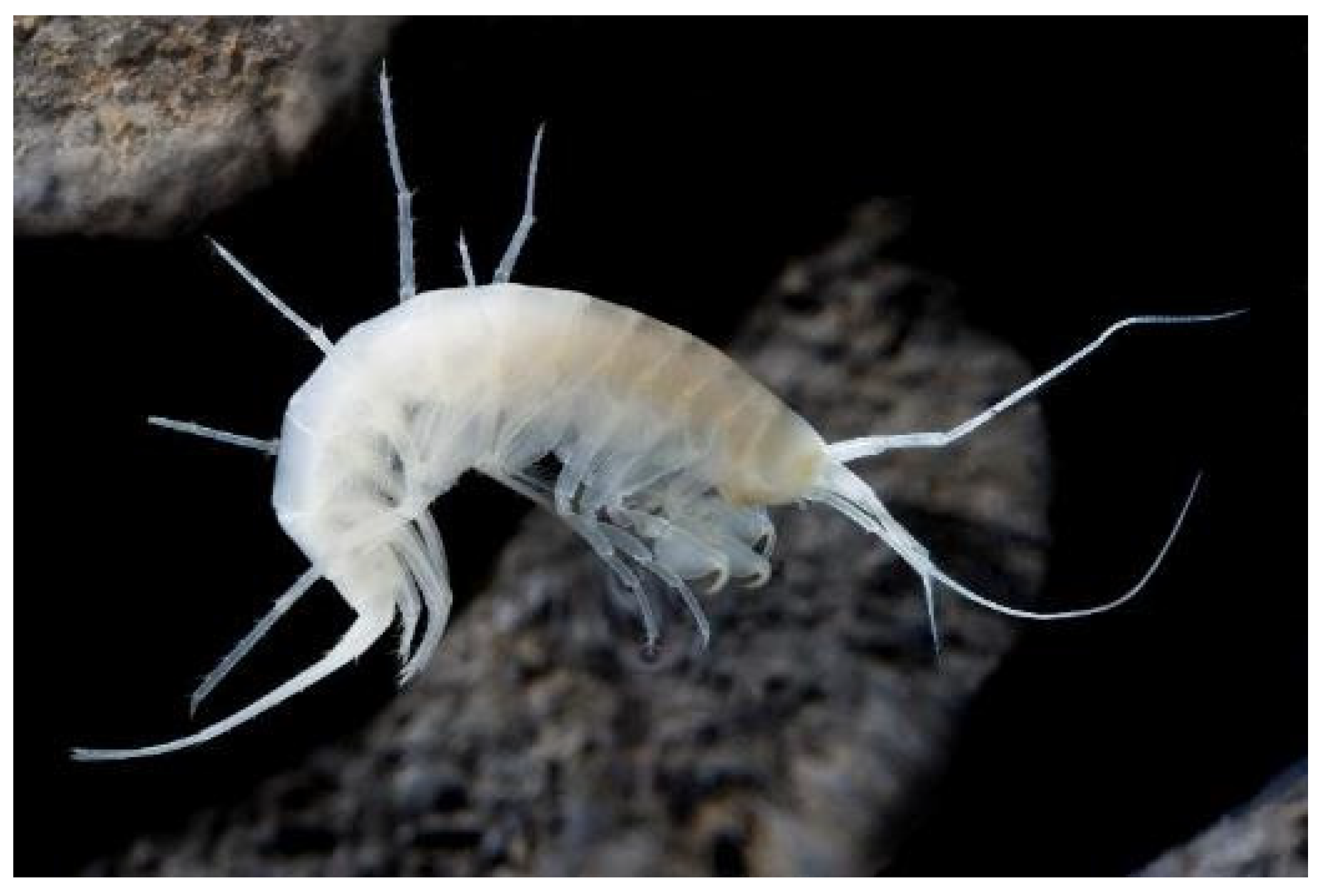 Diversity 16 00050 g006