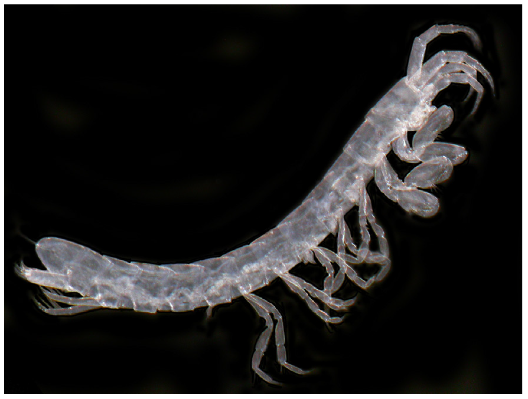 Diversity 16 00050 g007