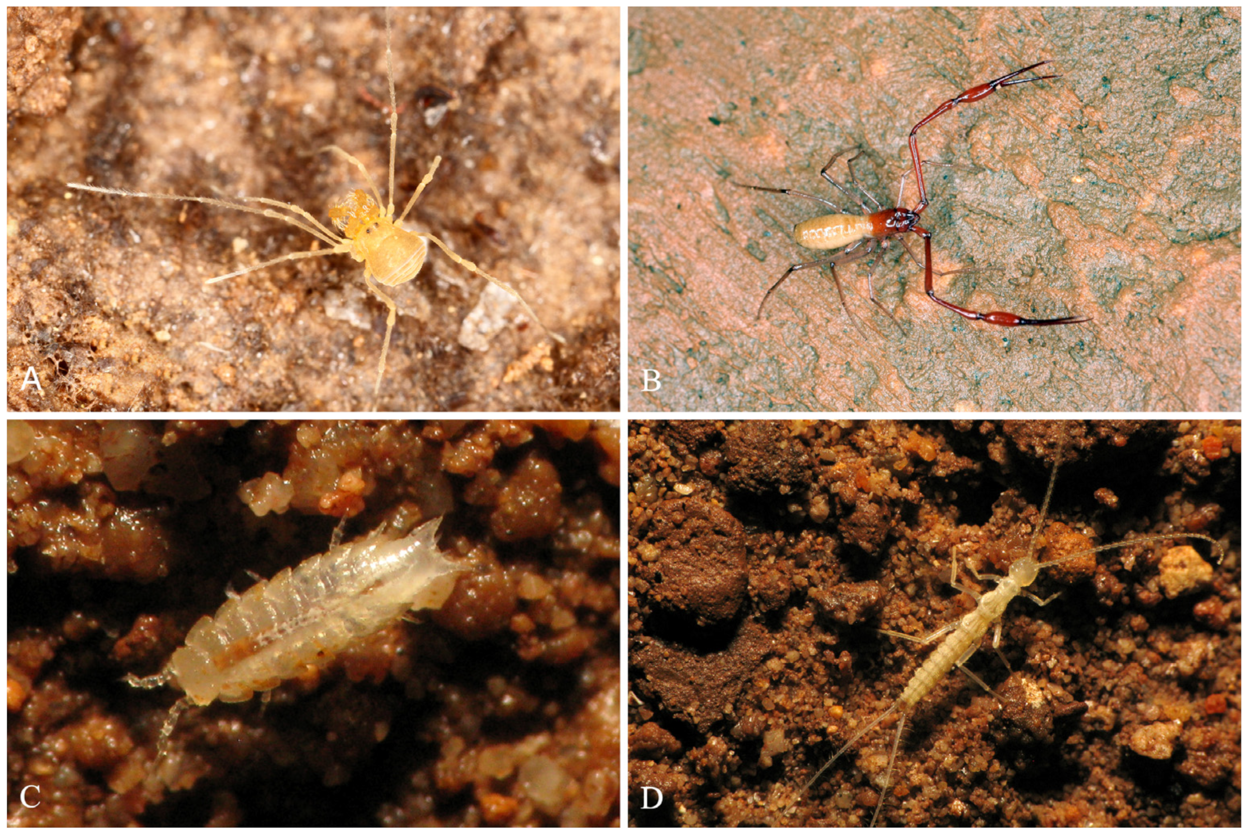 Diversity 16 00050 g008