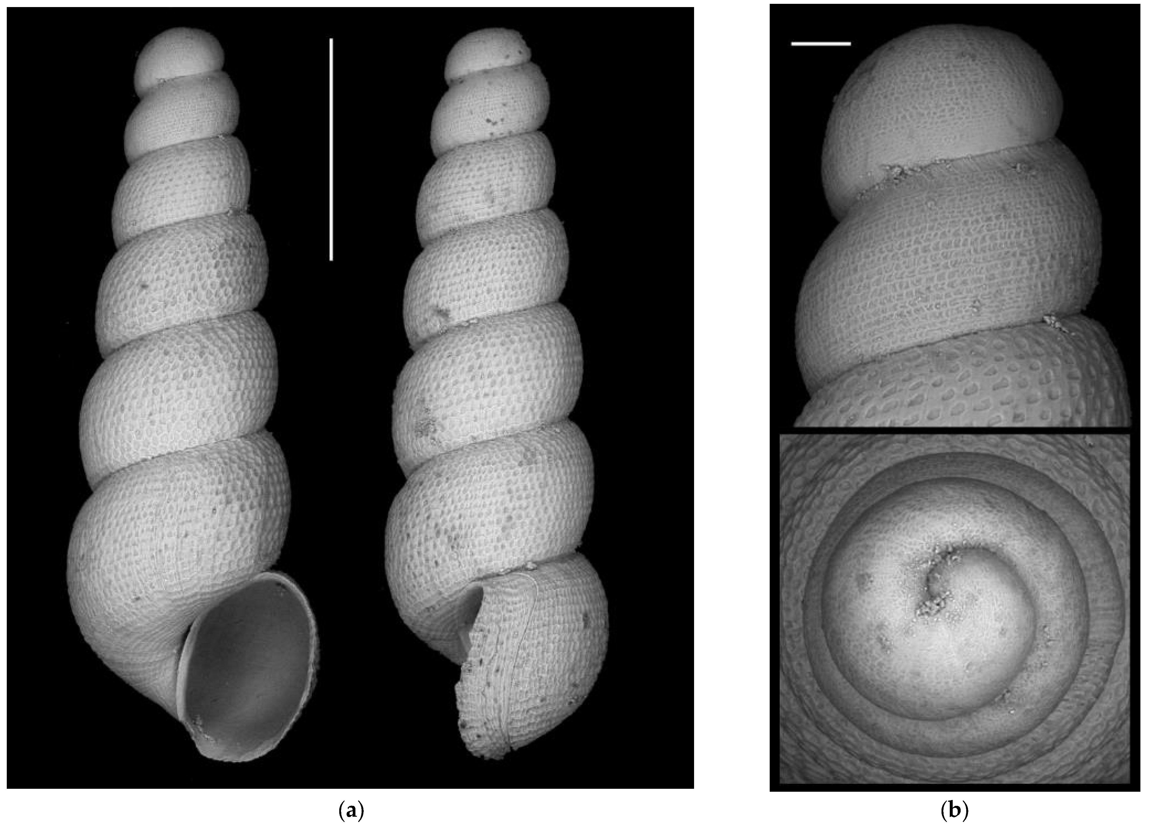 Diversity 16 00050 g0a6