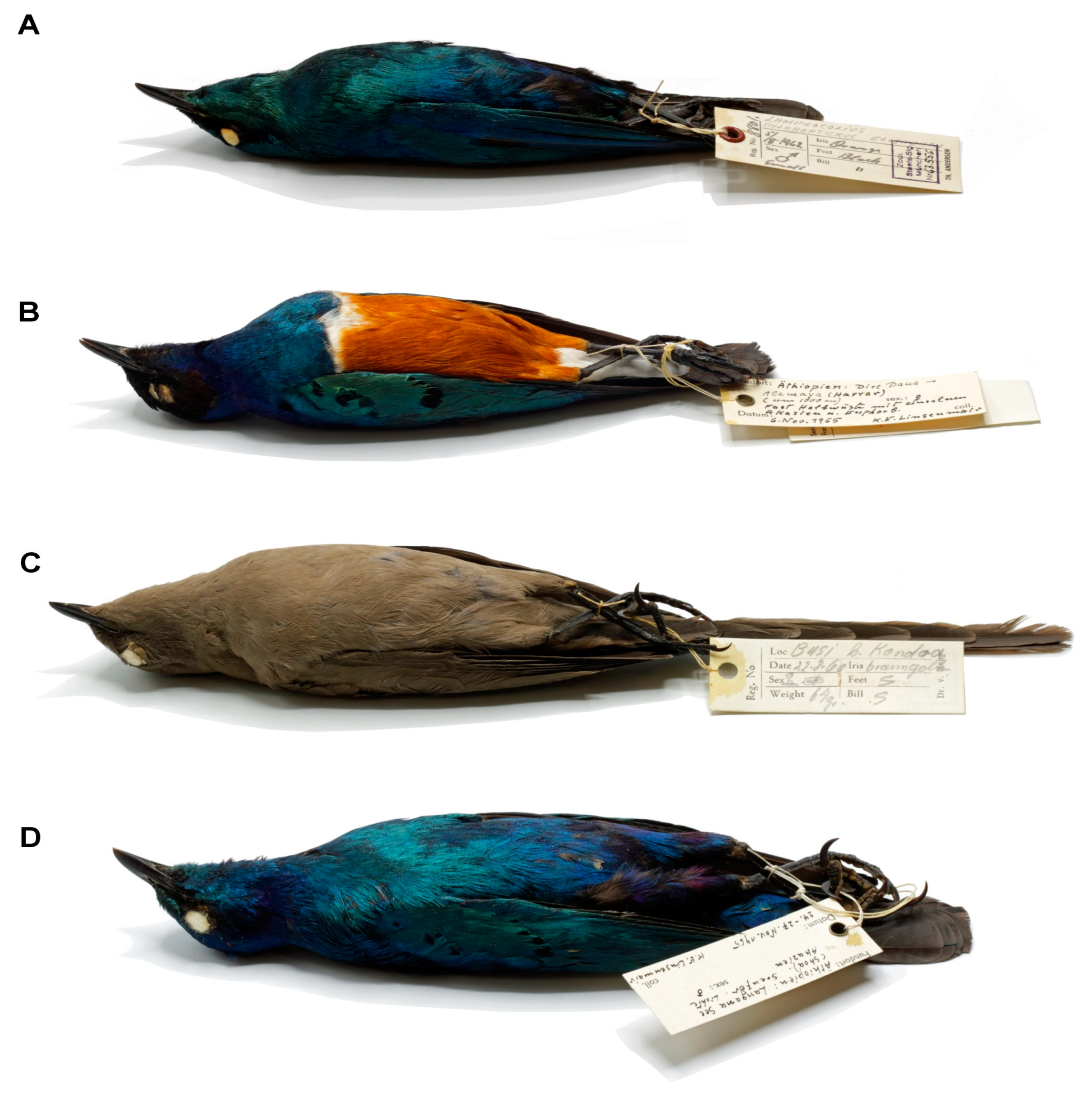 Diversity 16 00051 g002