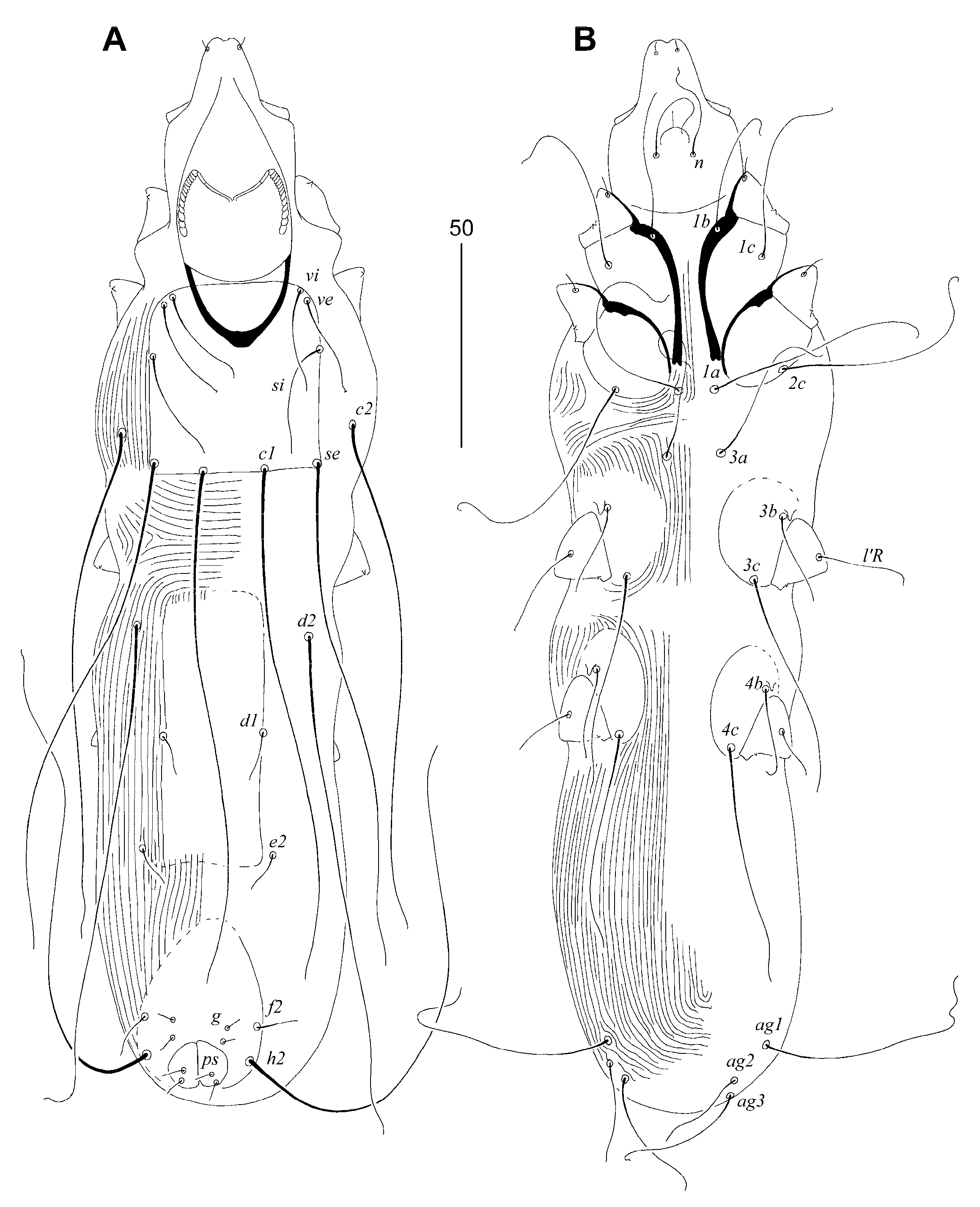 Diversity 16 00051 g005