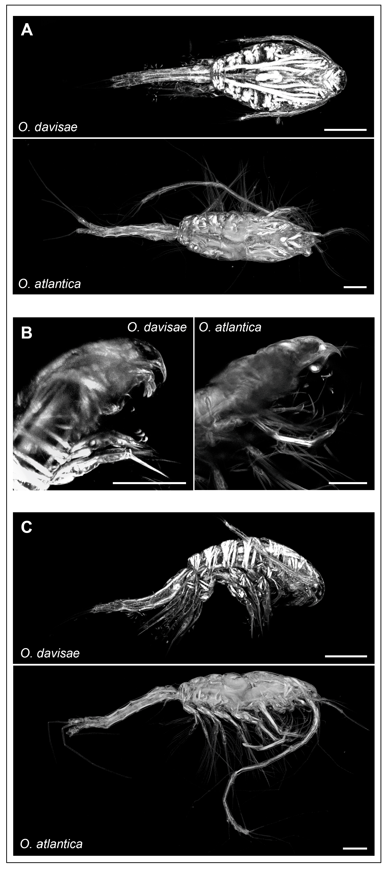 Diversity 16 00061 g002 Diversity 16 00061 g002