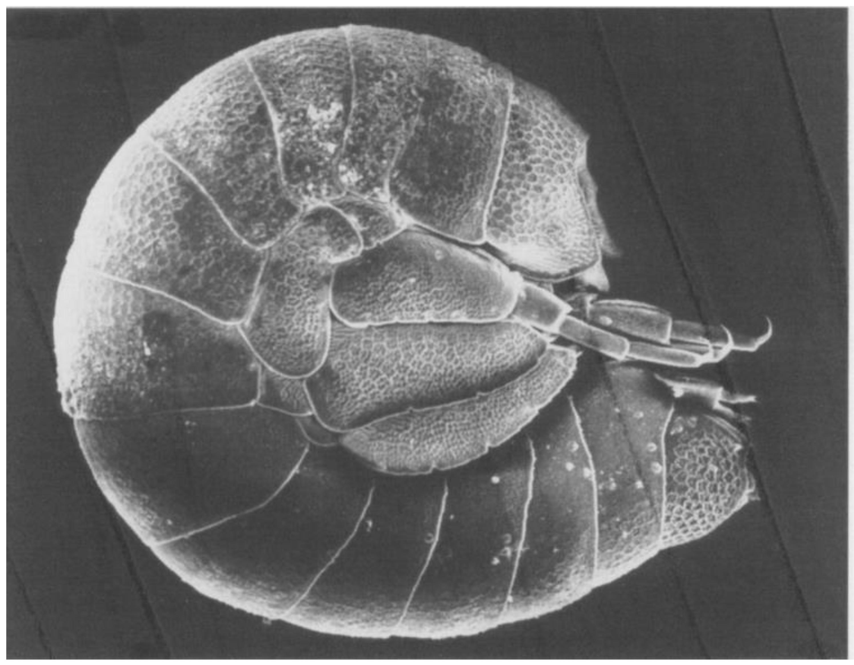 Diversity 16 00062 g005 Diversity 16 00062 g005