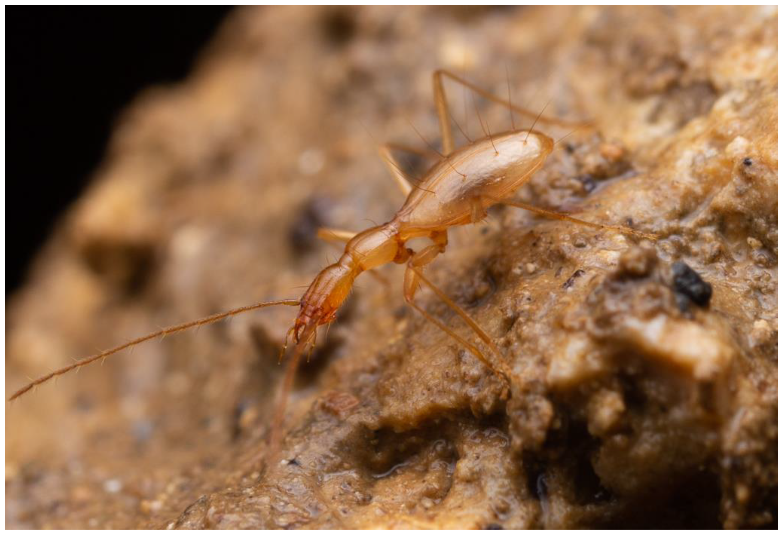 Diversity 16 00062 g006 Diversity 16 00062 g006