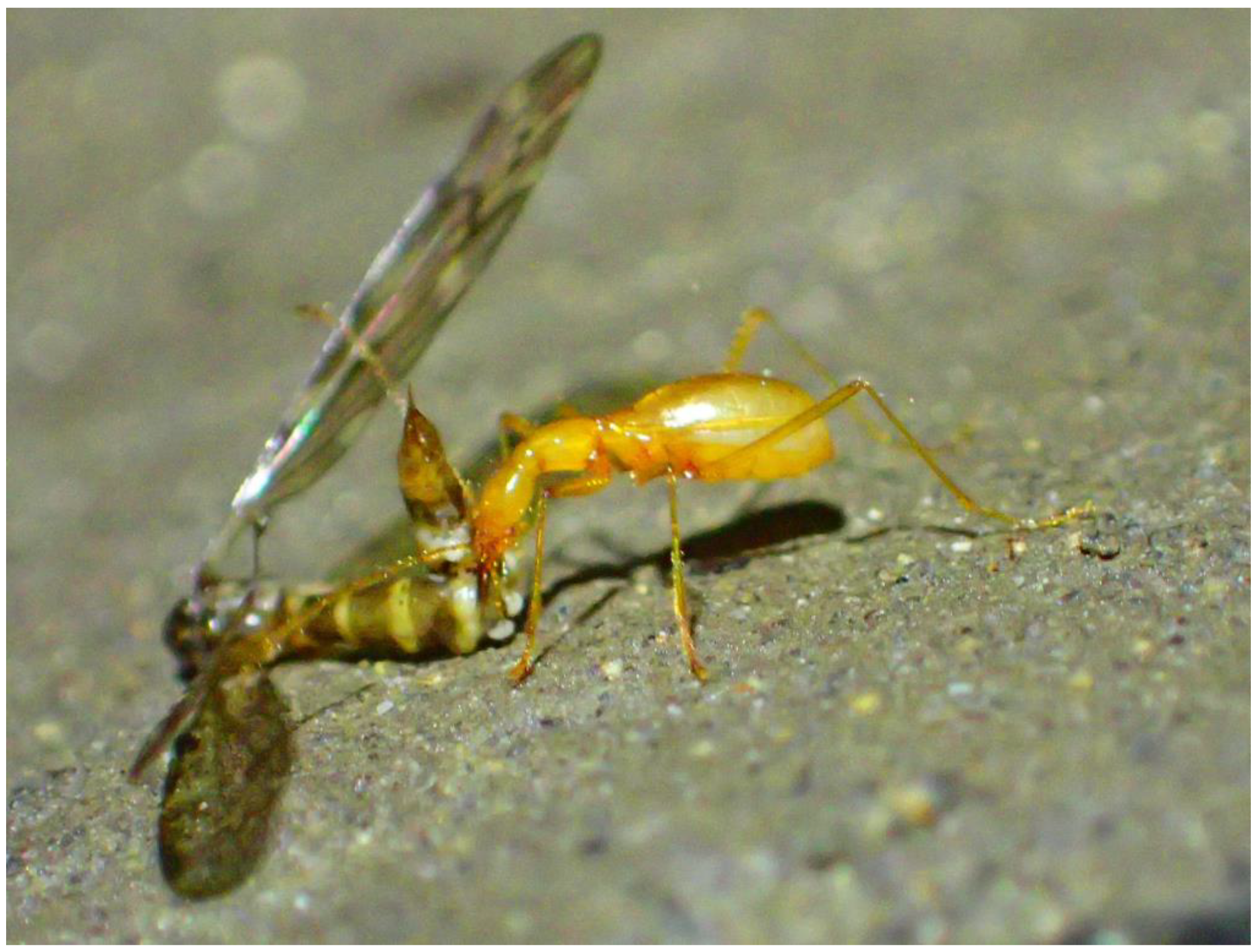 Diversity 16 00062 g007 Diversity 16 00062 g007