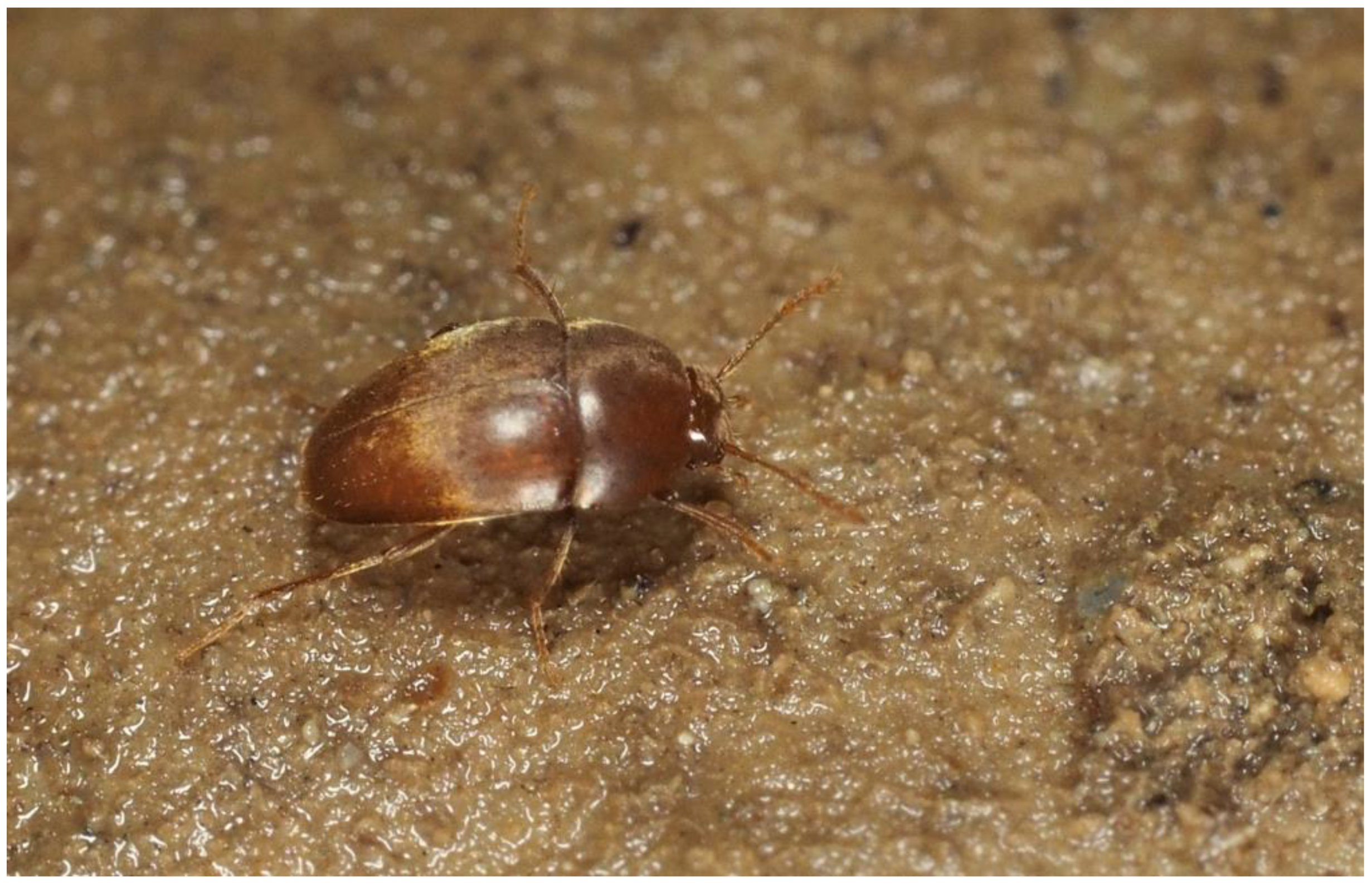 Diversity 16 00062 g008 Diversity 16 00062 g008