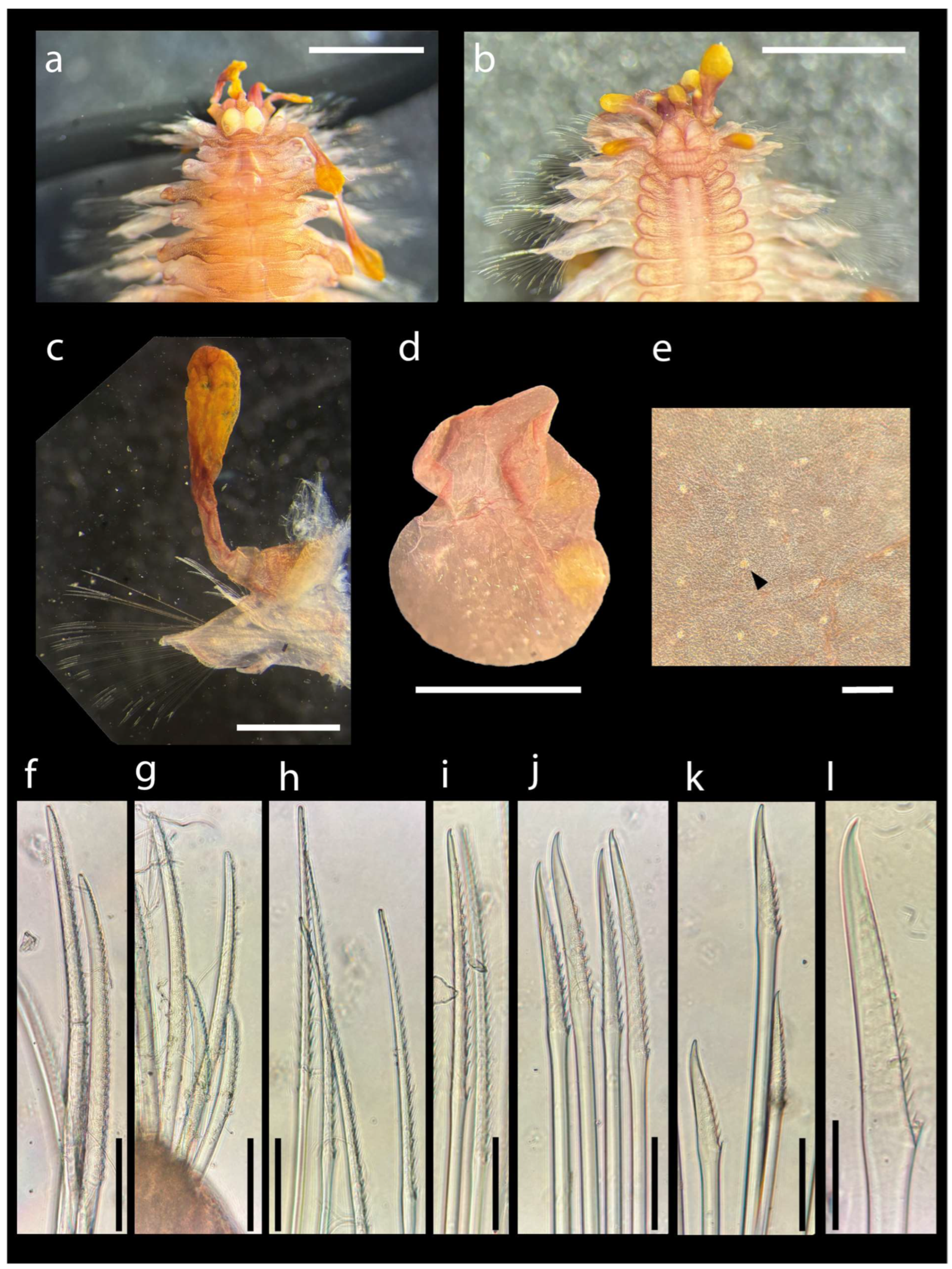 Diversity 16 00065 g002