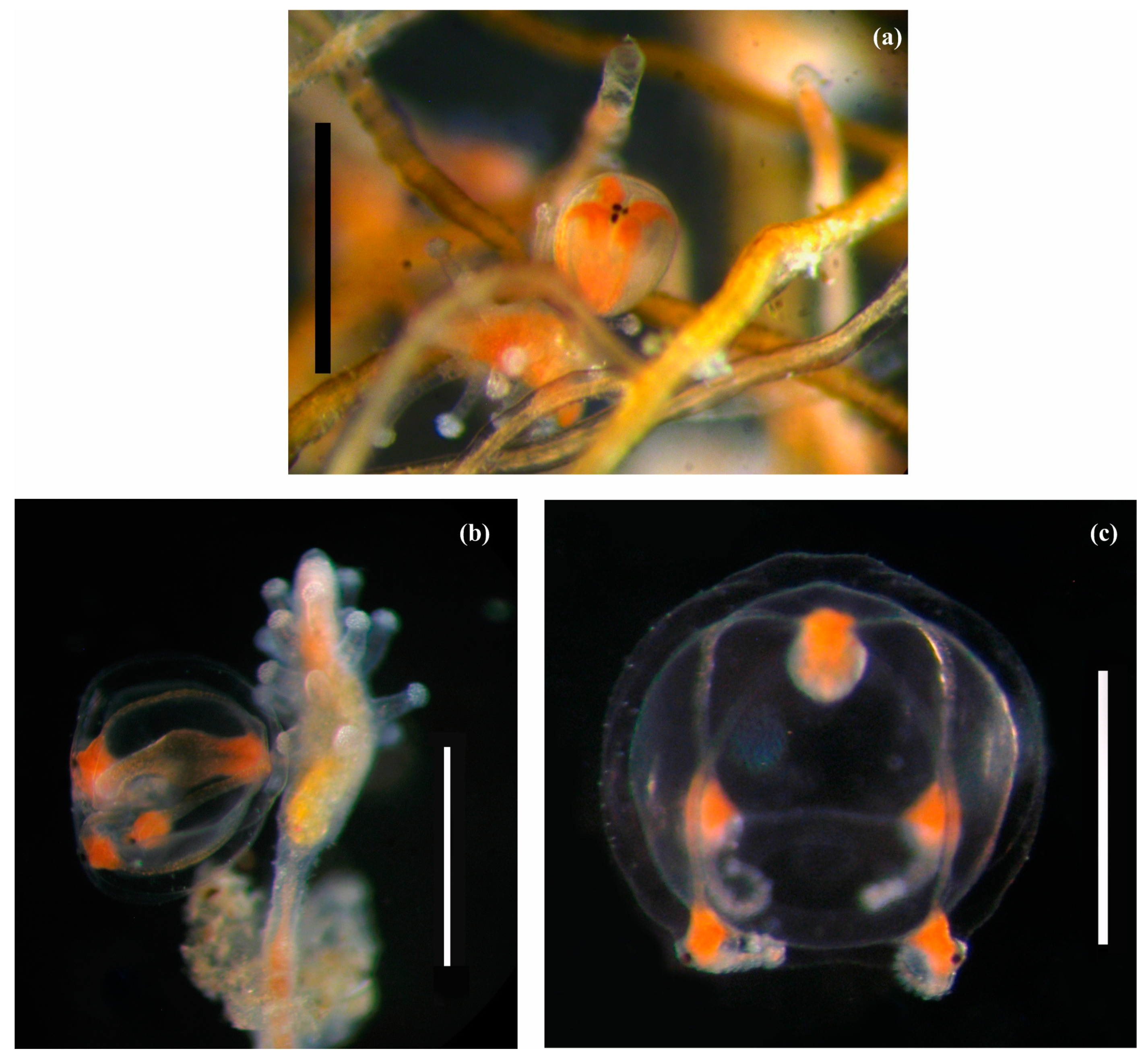 Diversity 16 00072 g003