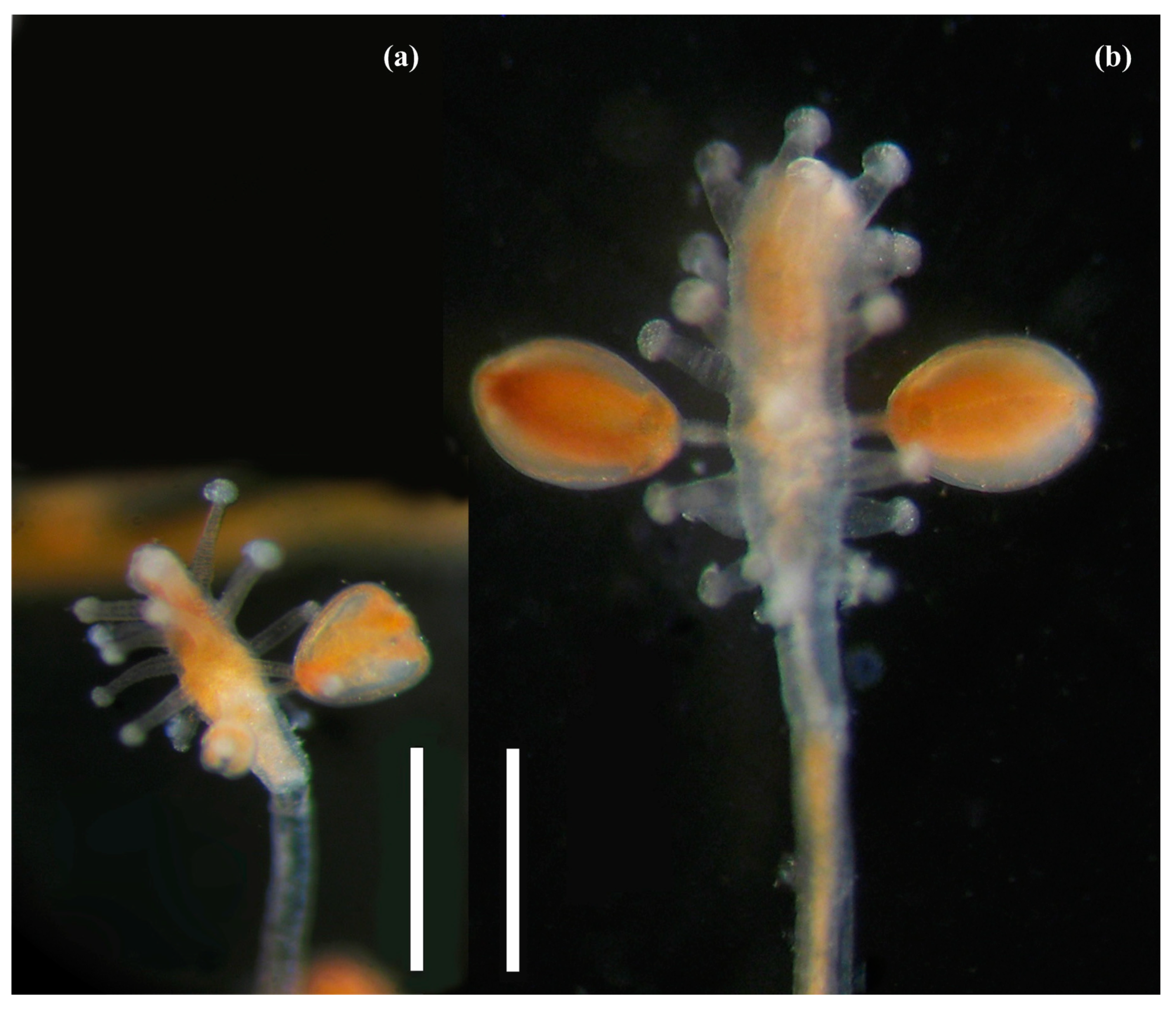 Diversity 16 00072 g004