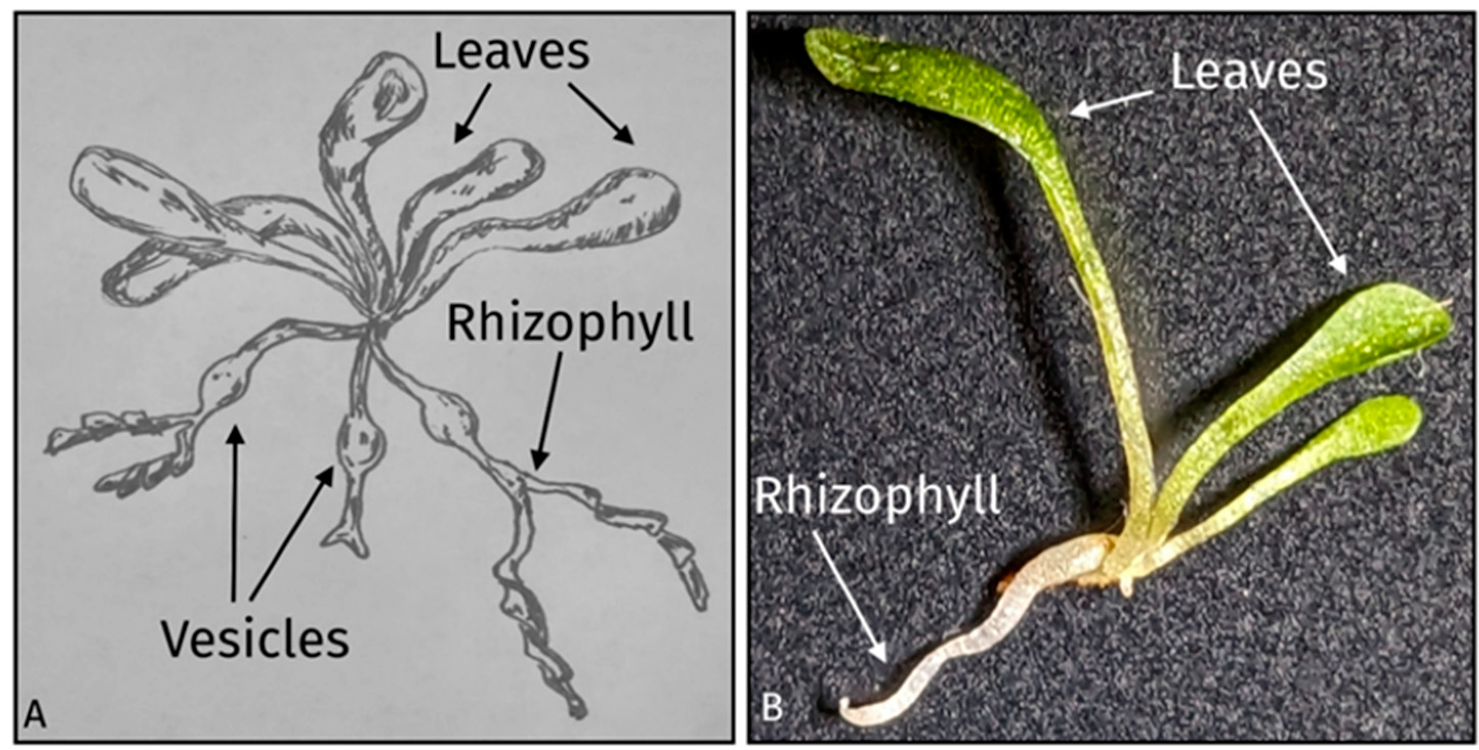 Diversity 16 00077 g001