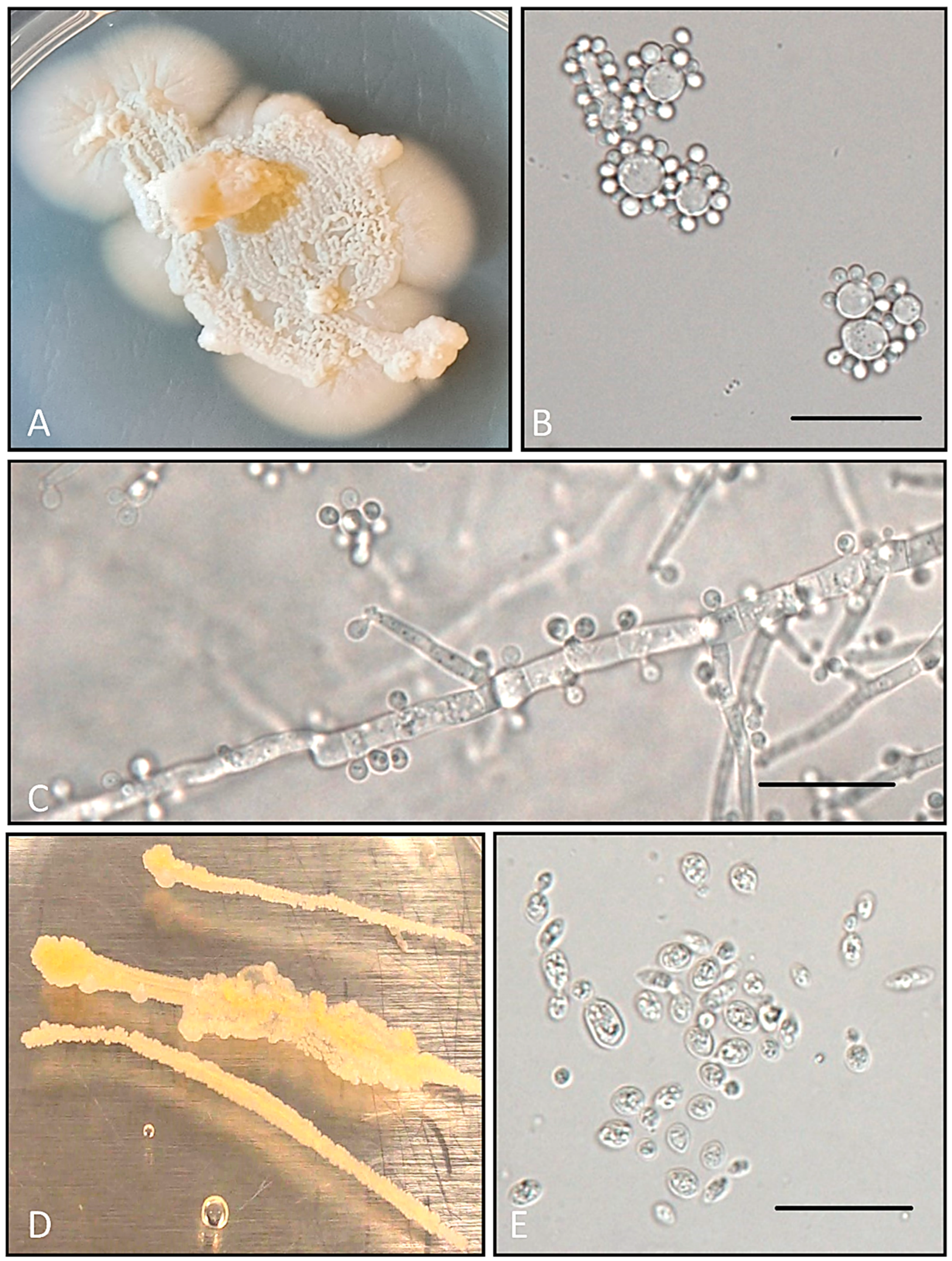 Diversity 16 00077 g005