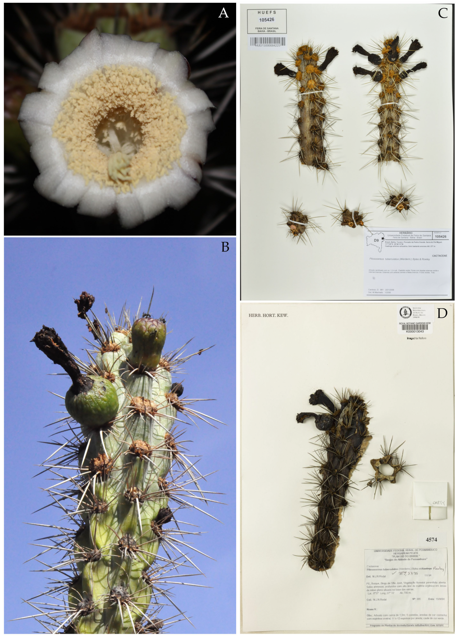 Diversity 16 00079 g003