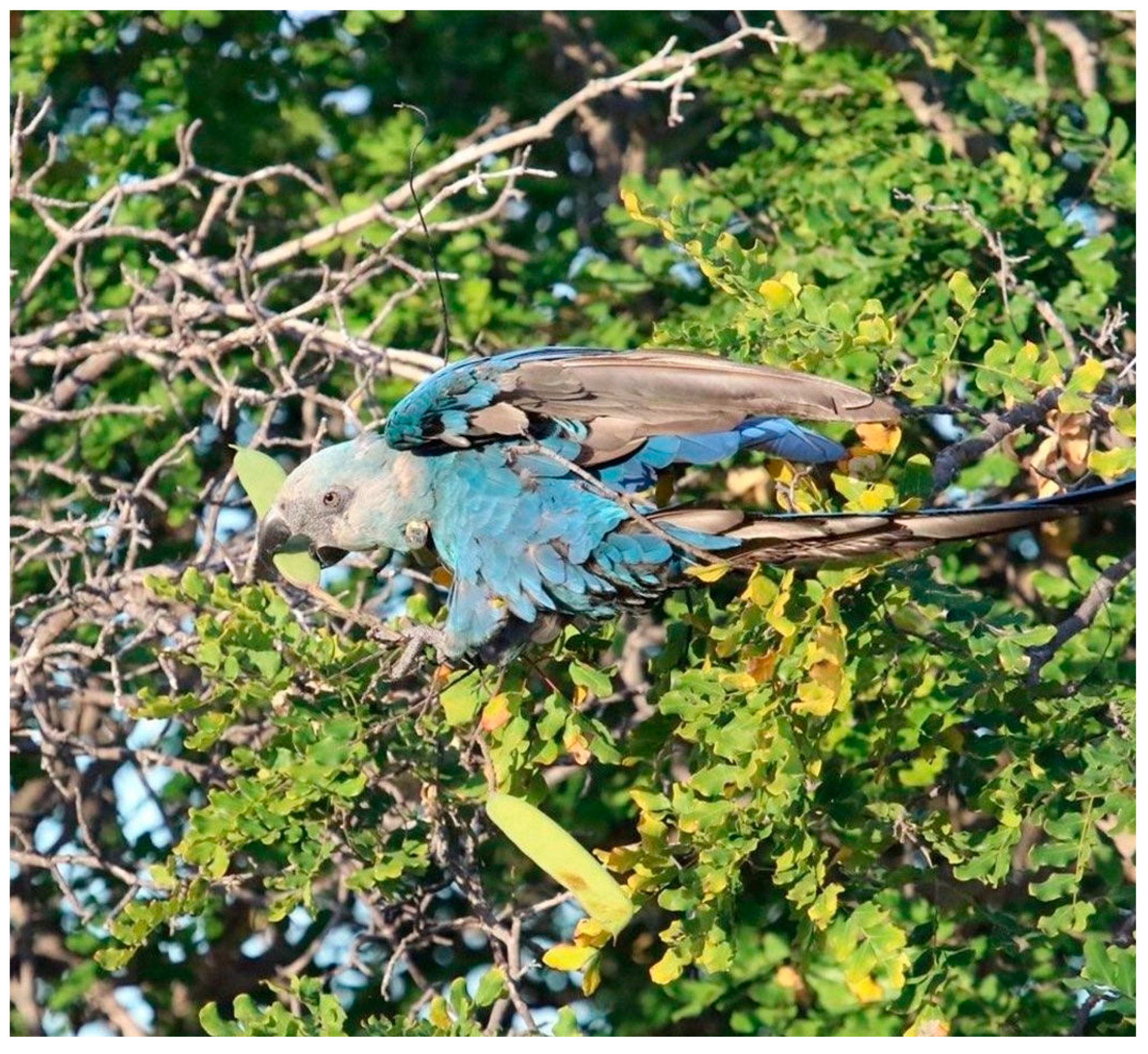 Diversity 16 00080 g006