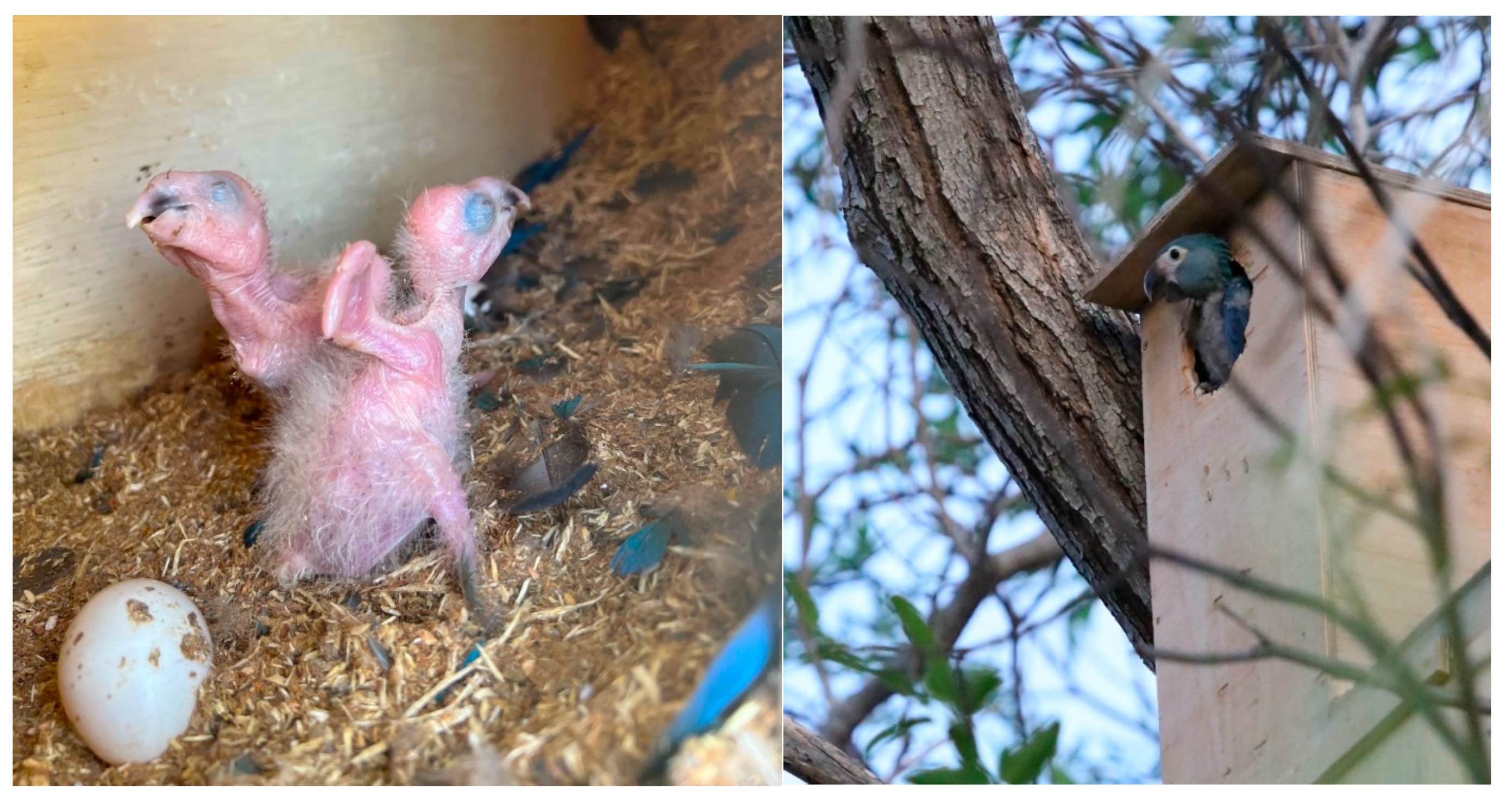 Diversity 16 00080 g009