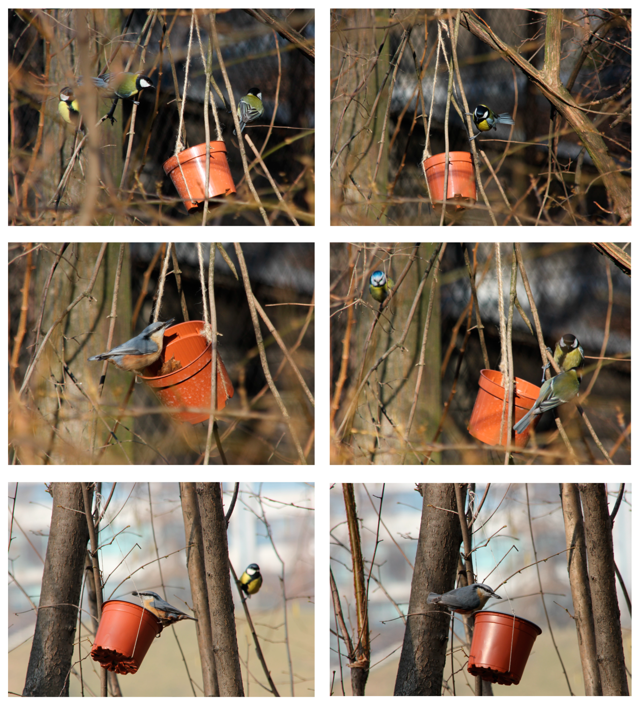 Diversity 16 00081 g001