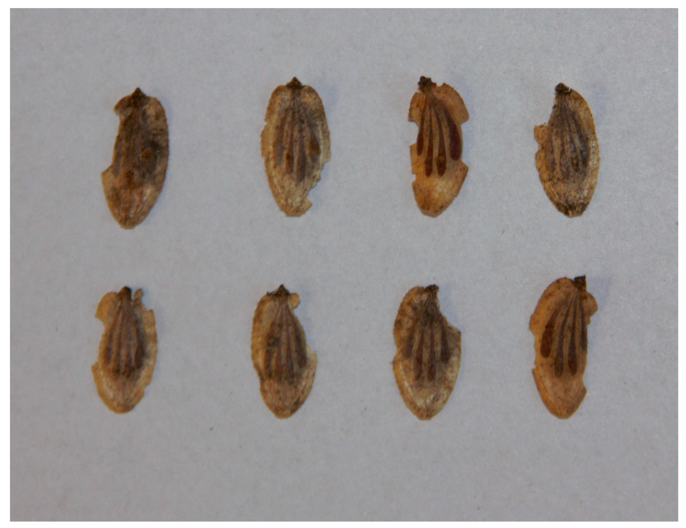 Diversity 16 00081 g003