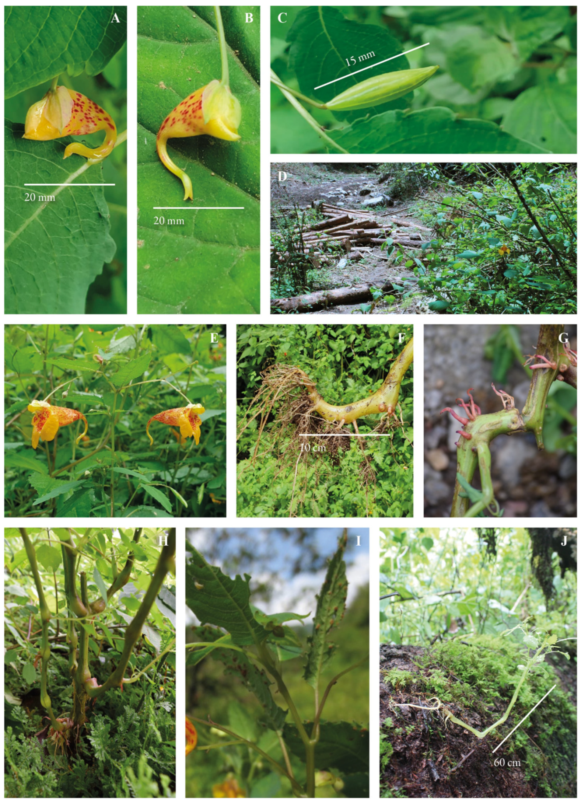 Diversity 16 00087 g004