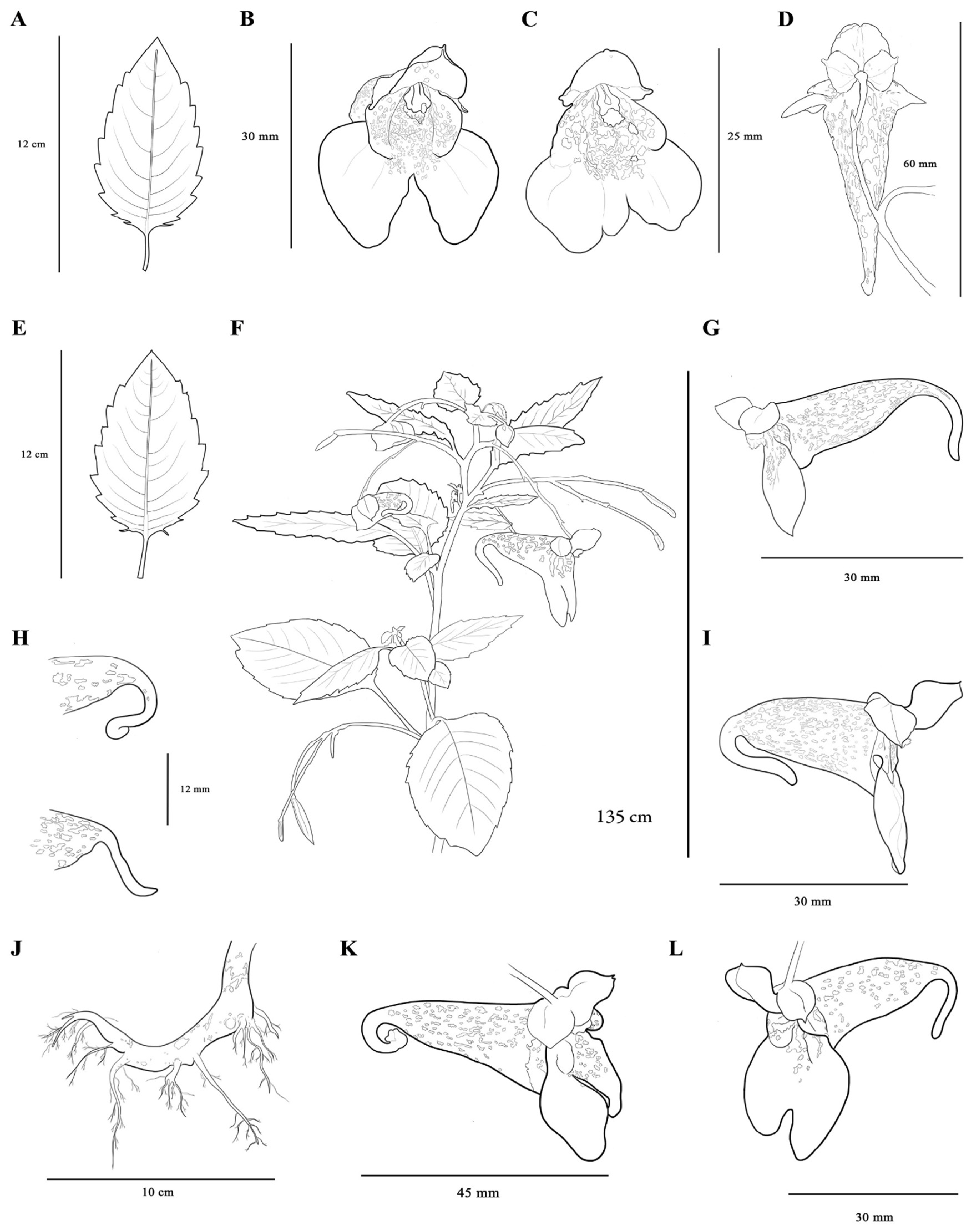 Diversity 16 00087 g005