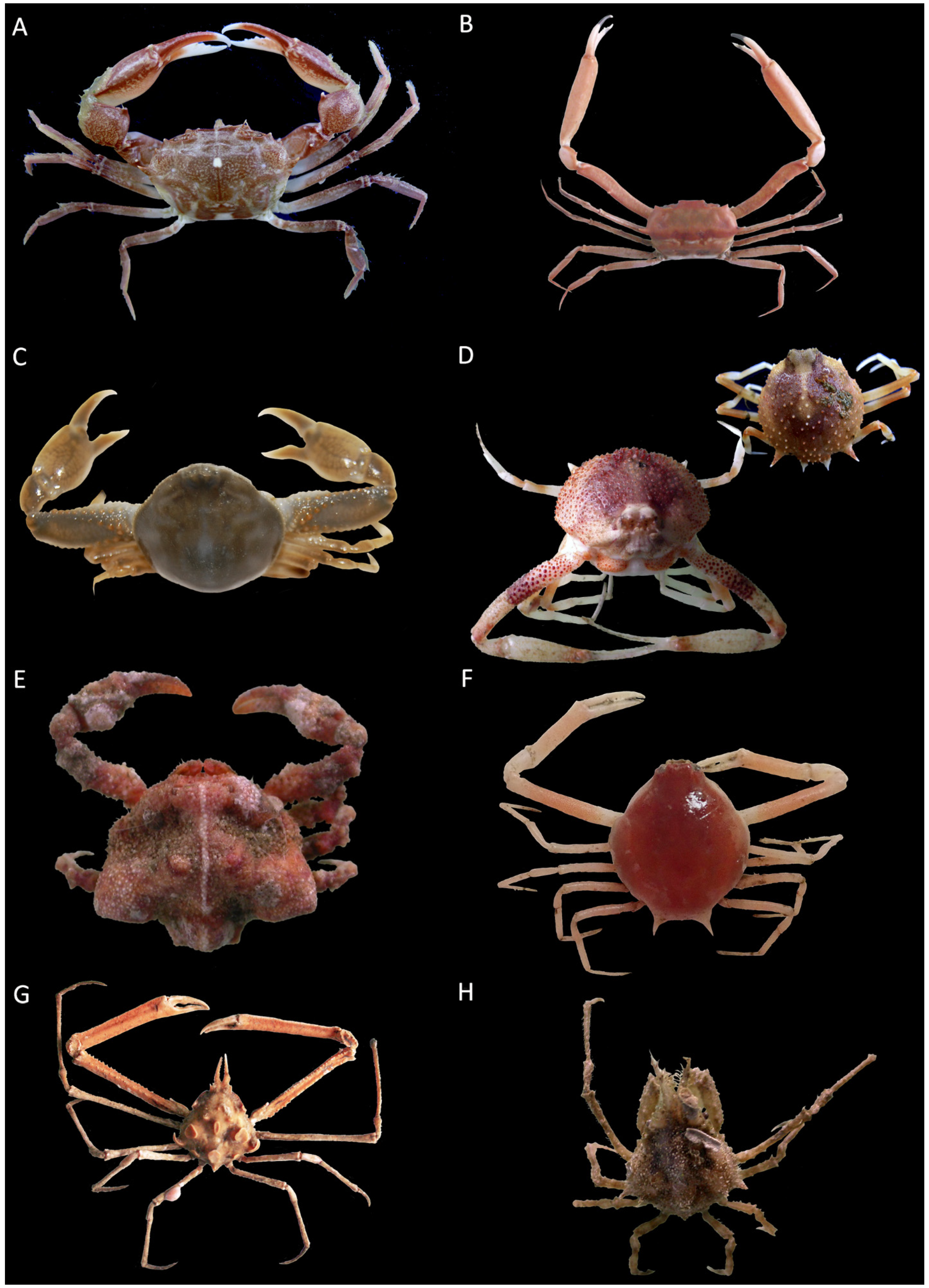 Diversity 16 00093 g006