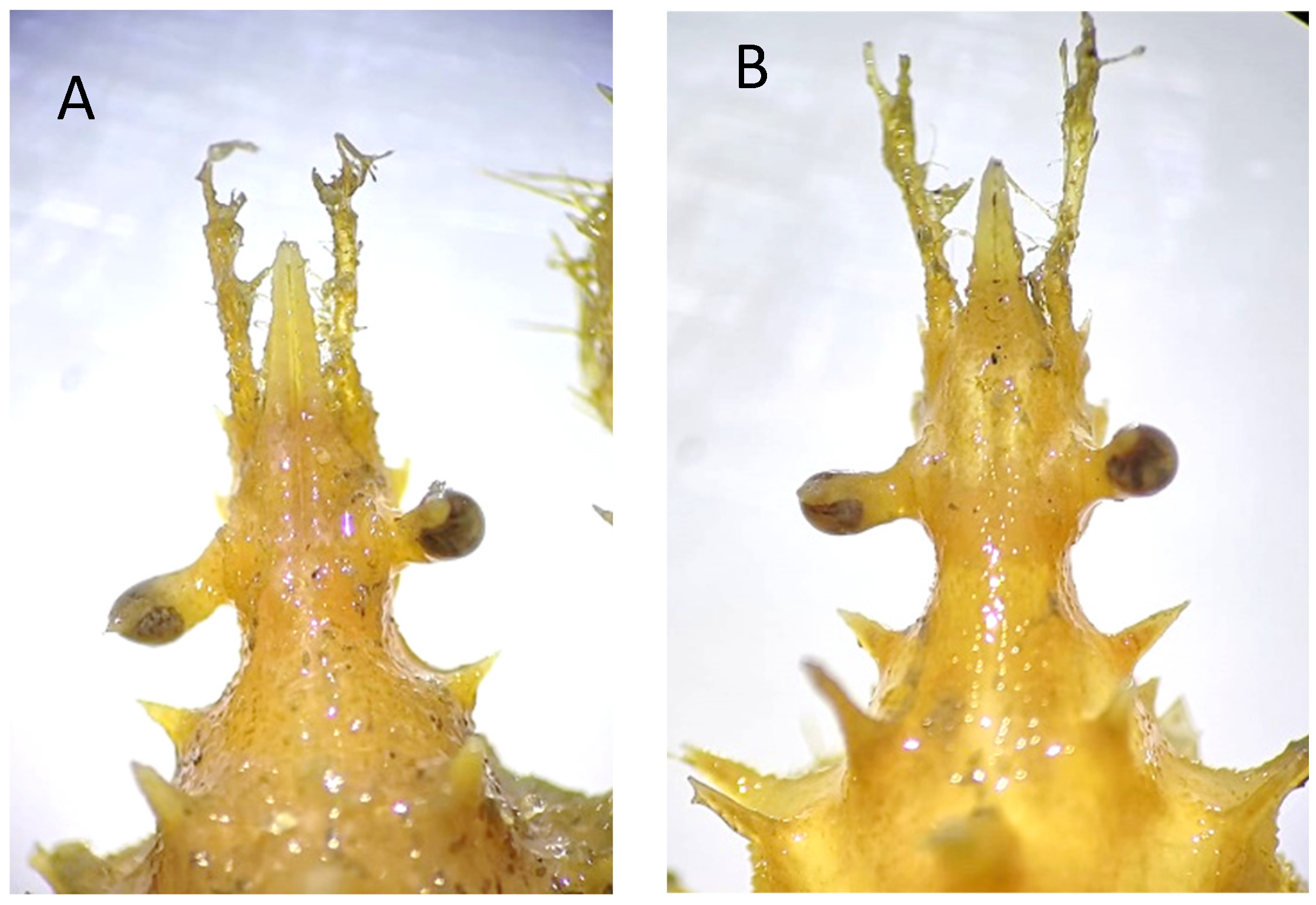 Diversity 16 00093 g009