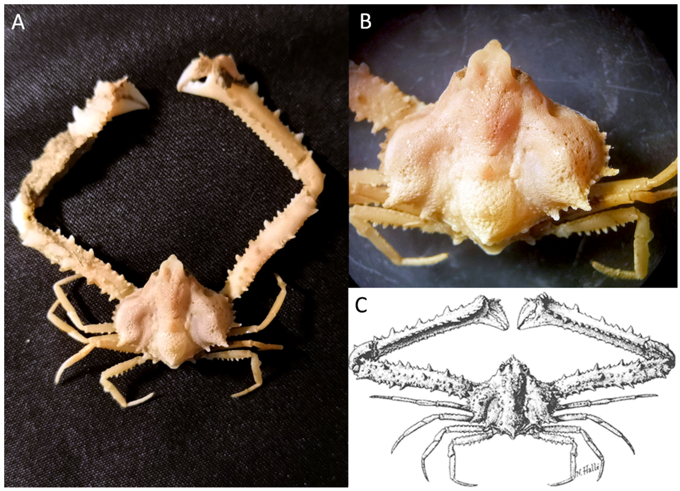 Diversity 16 00093 g012