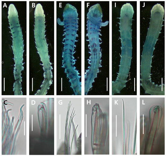 Diversity | Free Full-Text | First Report on Three Lesser-Known ...