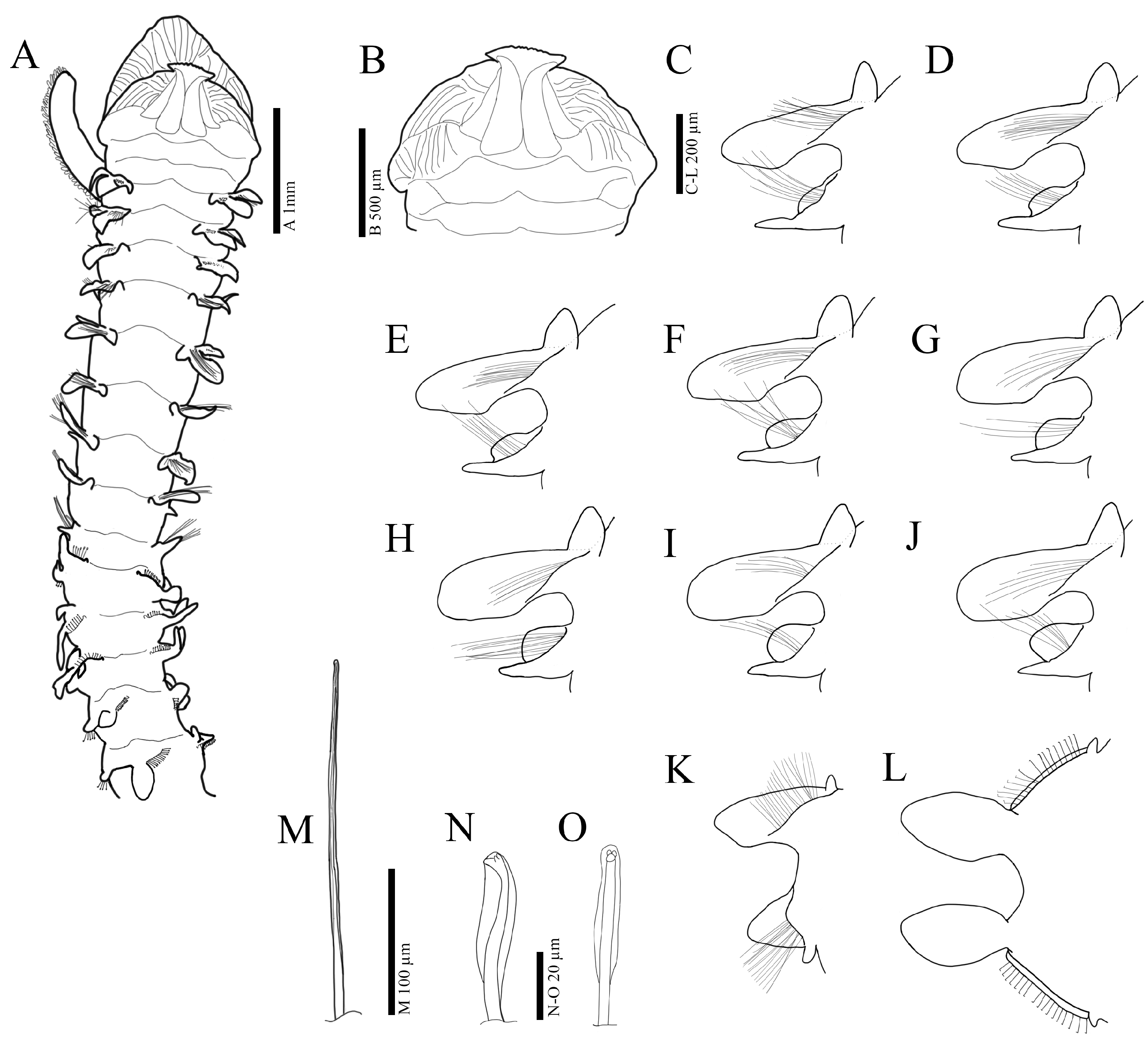Diversity 16 00112 g004