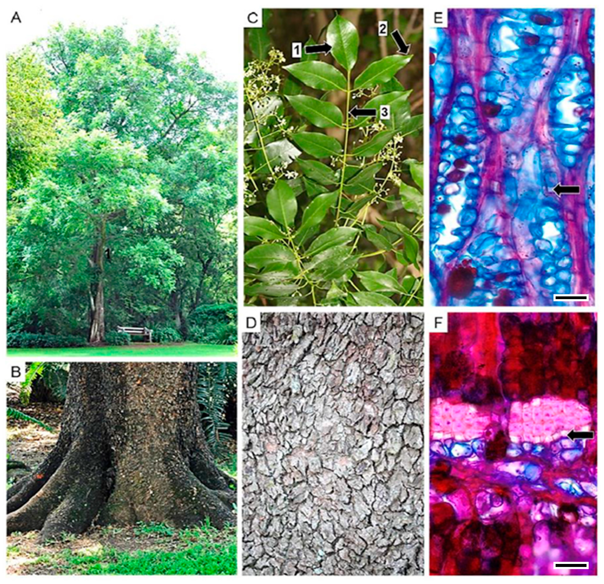 Diversity 16 00113 g001