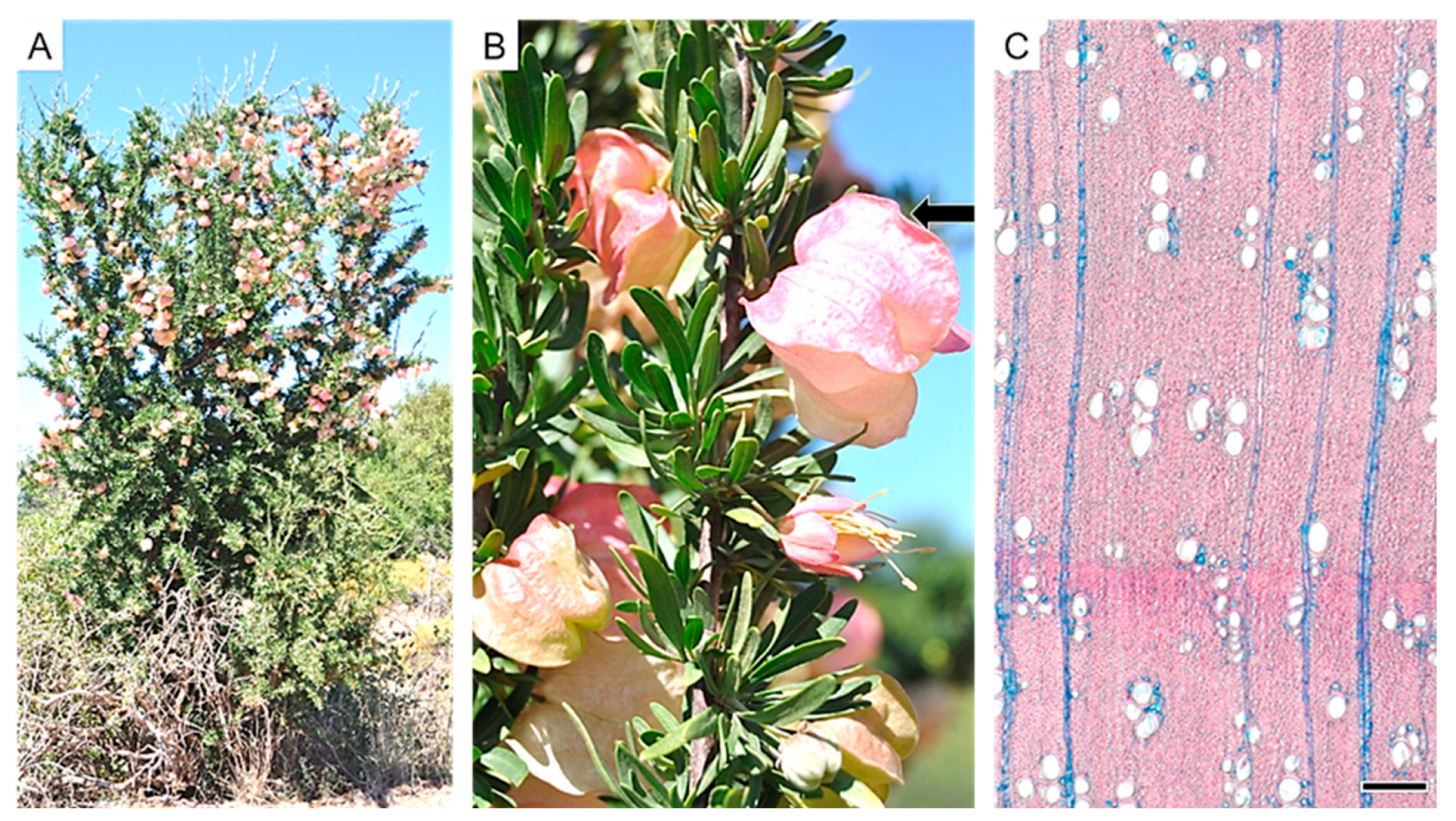 Diversity 16 00113 g007