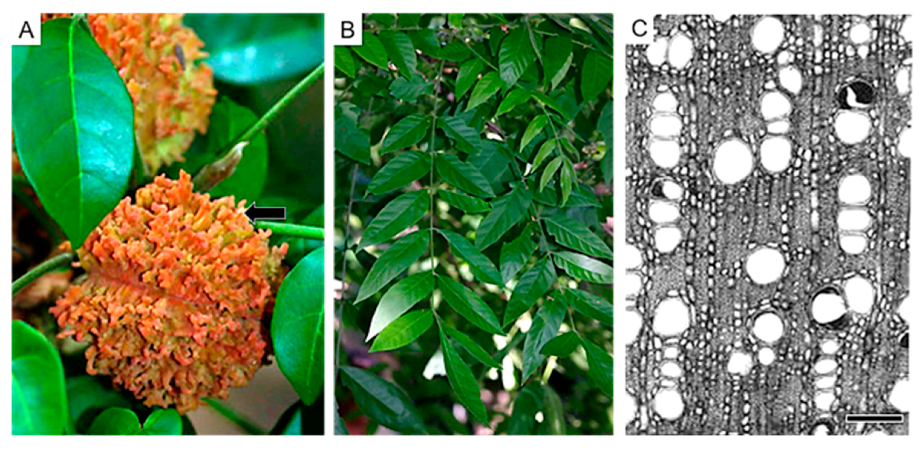 Diversity 16 00113 g009