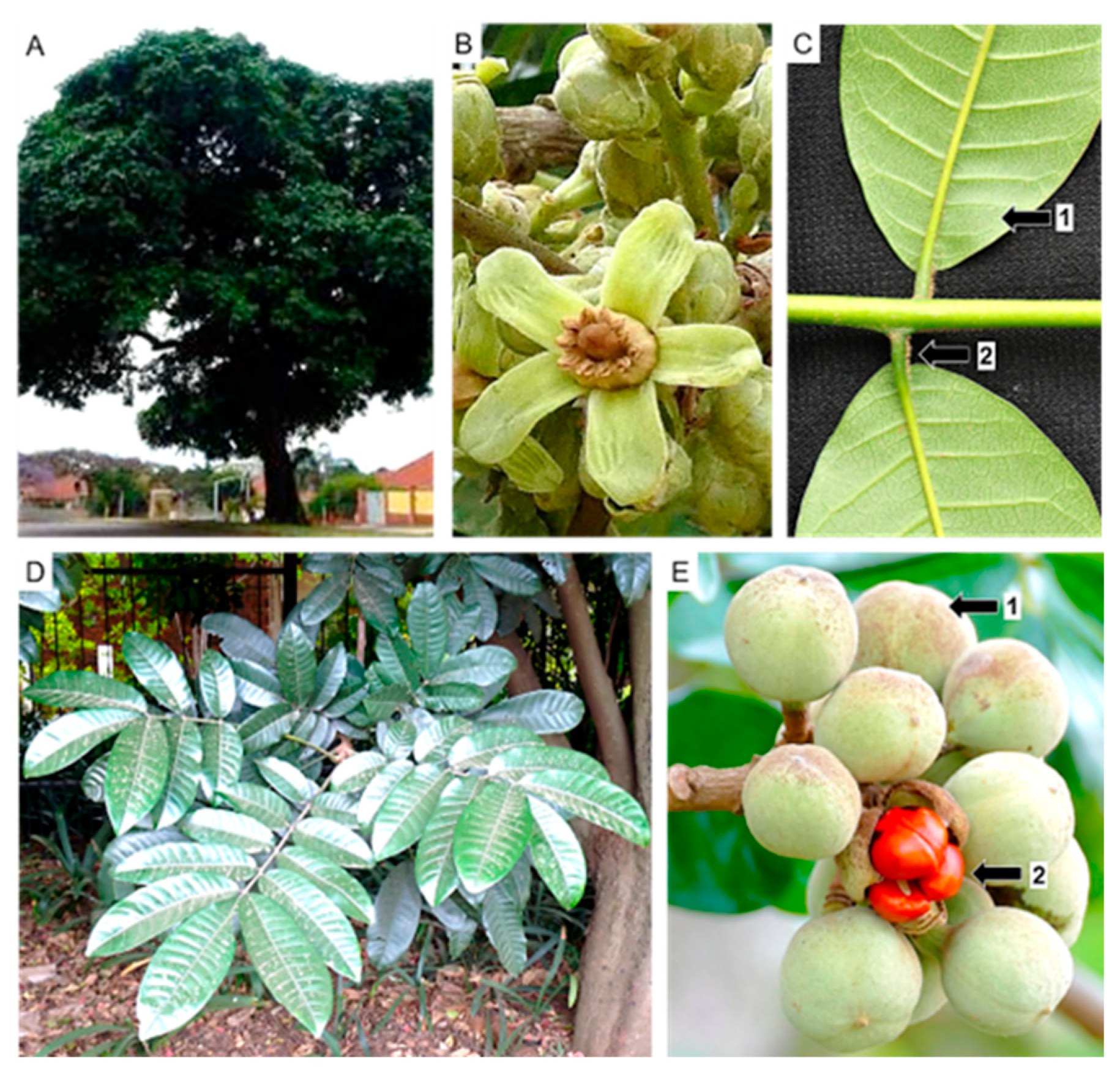 Diversity 16 00113 g011