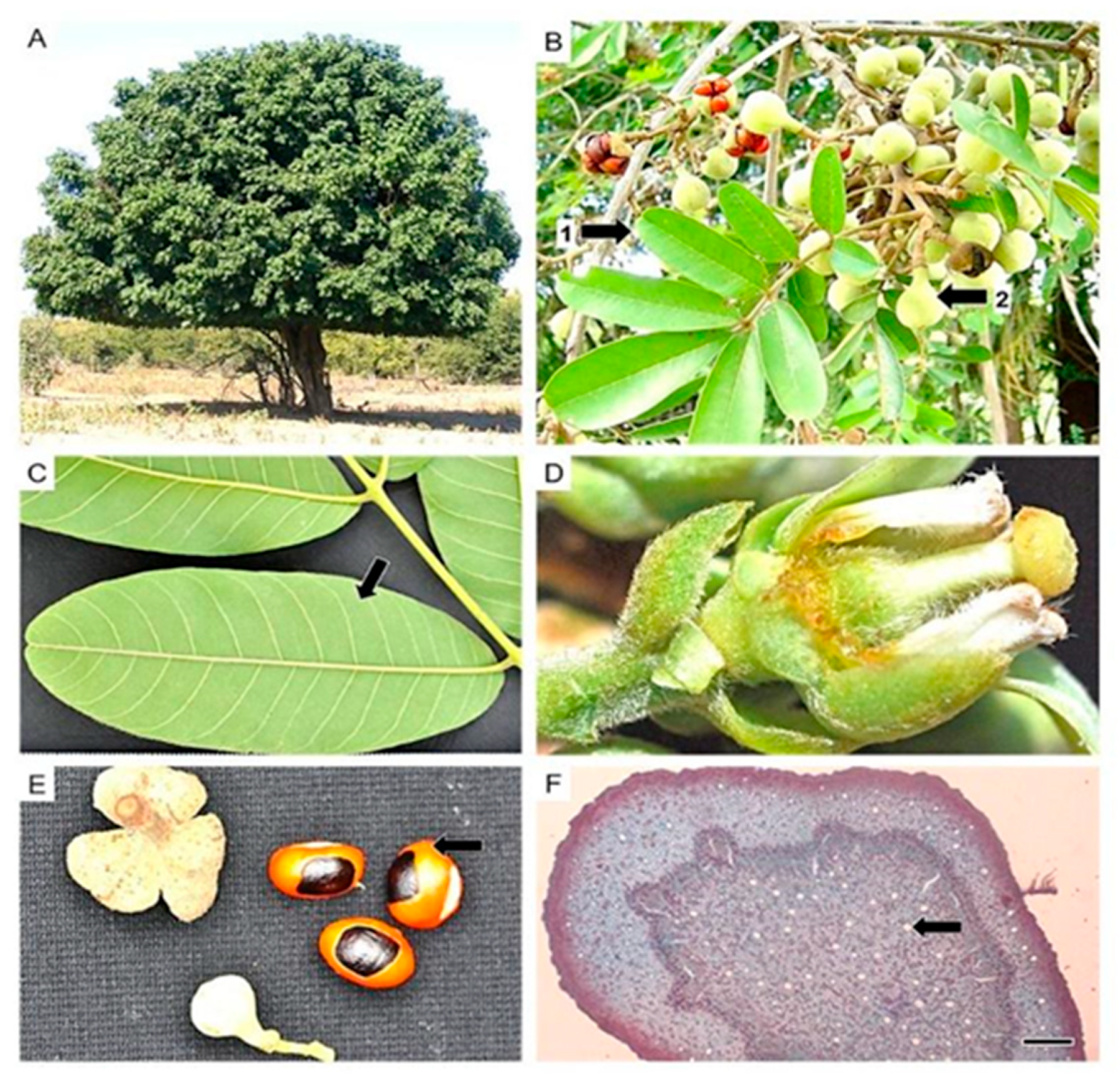 Diversity 16 00113 g013