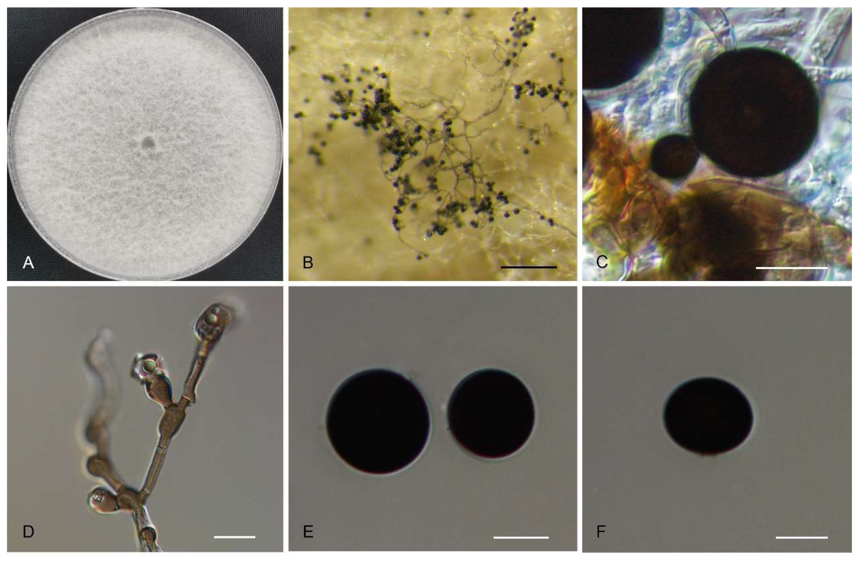 Diversity 16 00118 g002