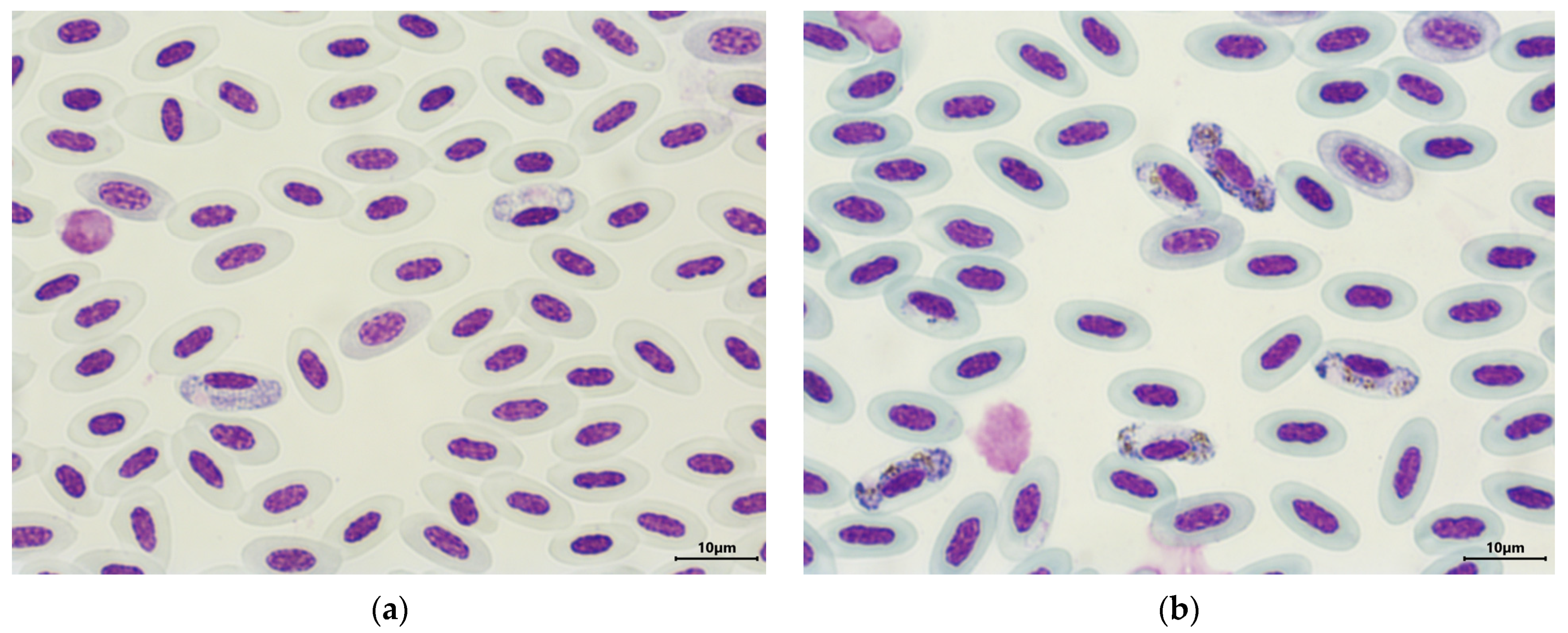 Diversity 16 00121 g003